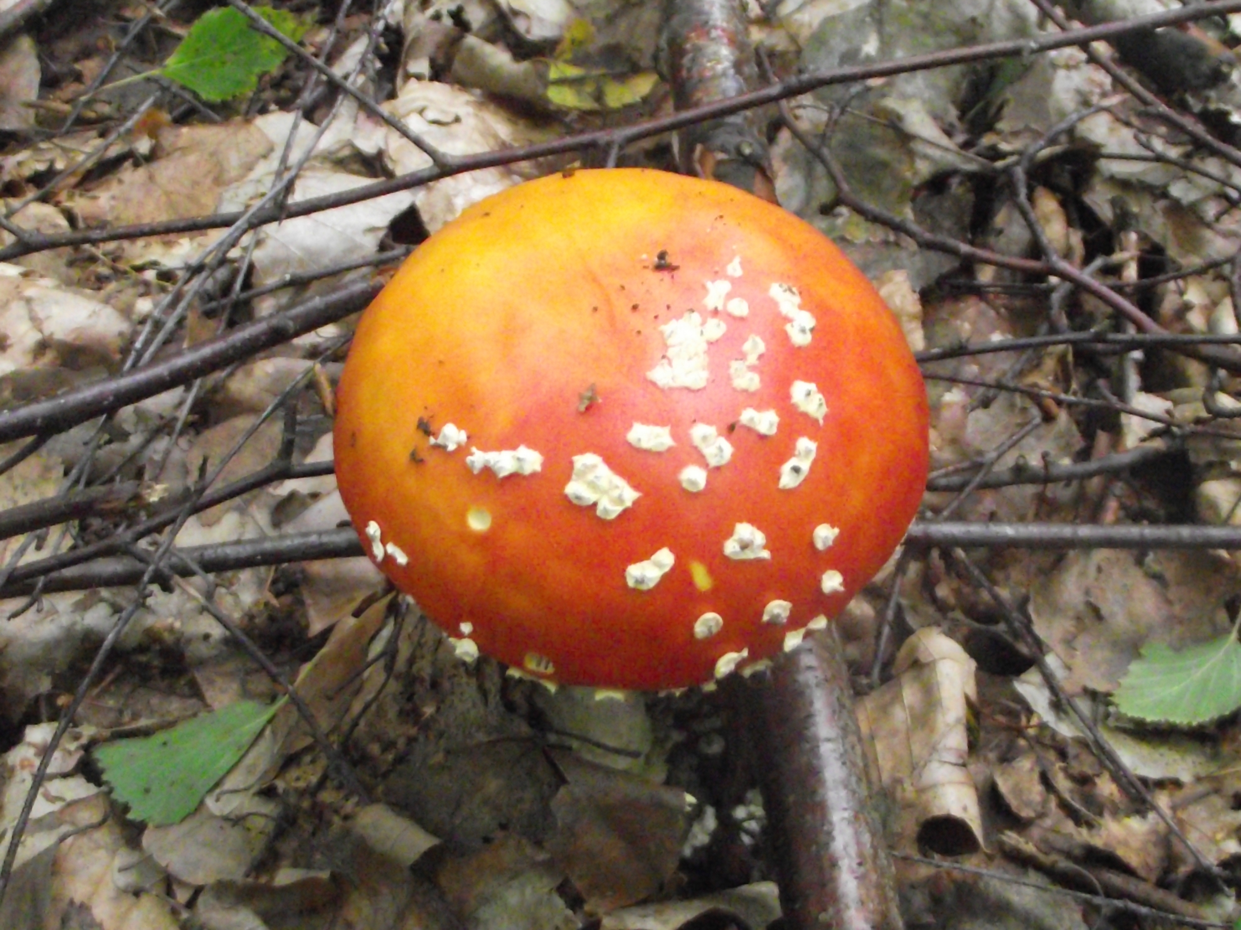 Fliegenpilz