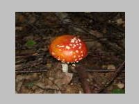 Fliegenpilz
