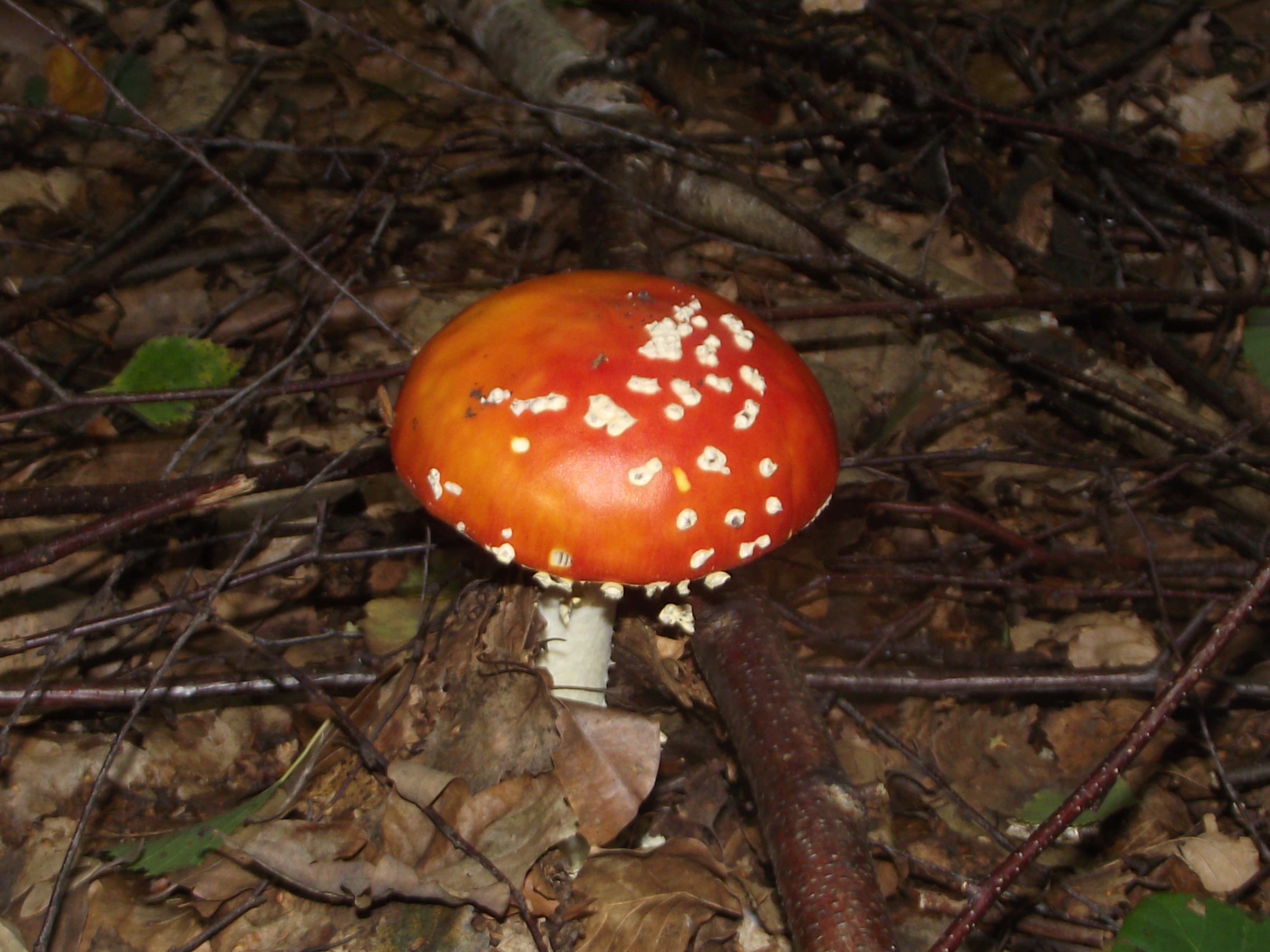 Fliegenpilz