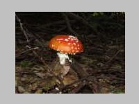 Fliegenpilz