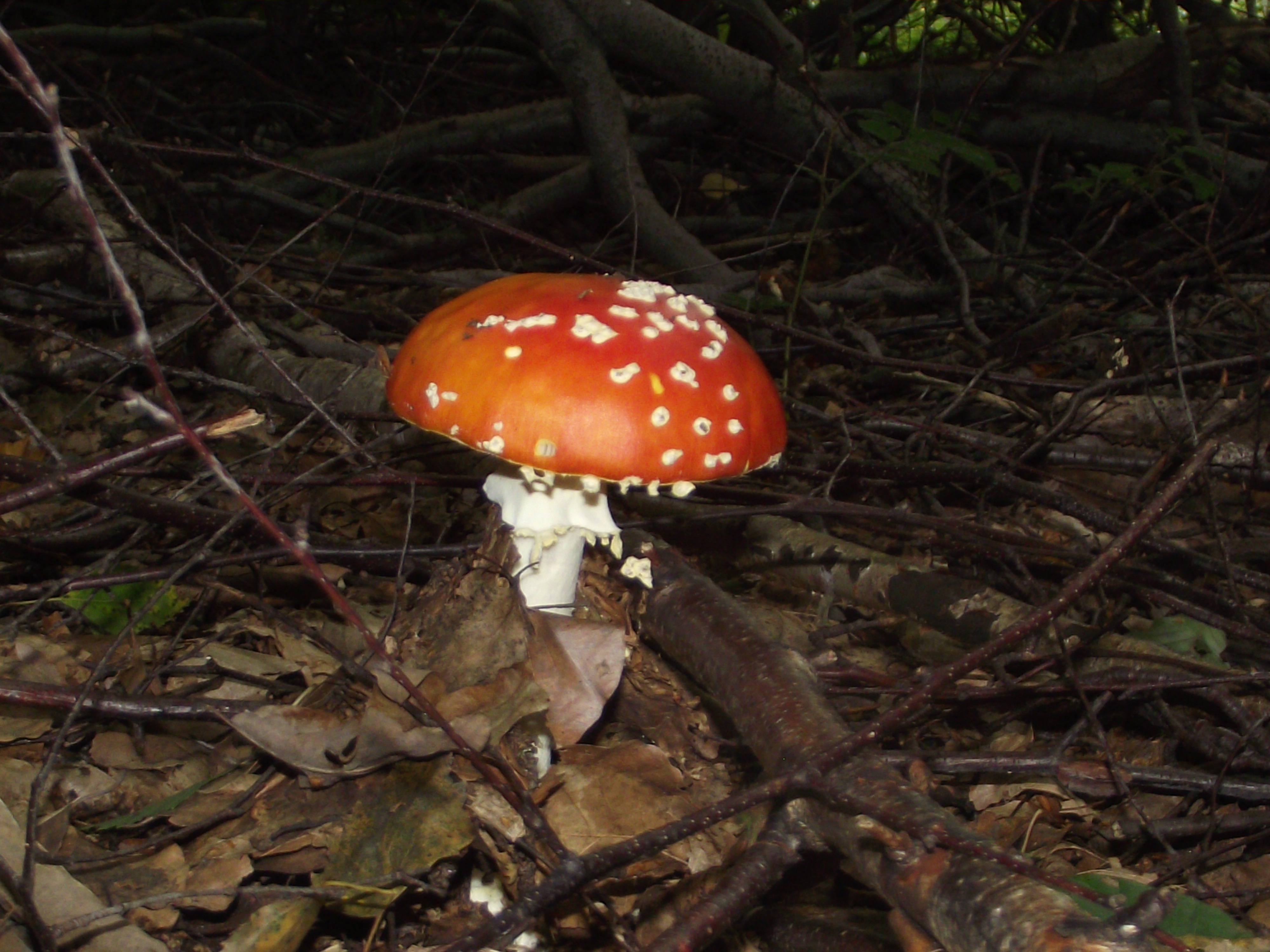 Fliegenpilz
