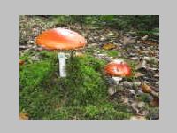 Fliegenpilz