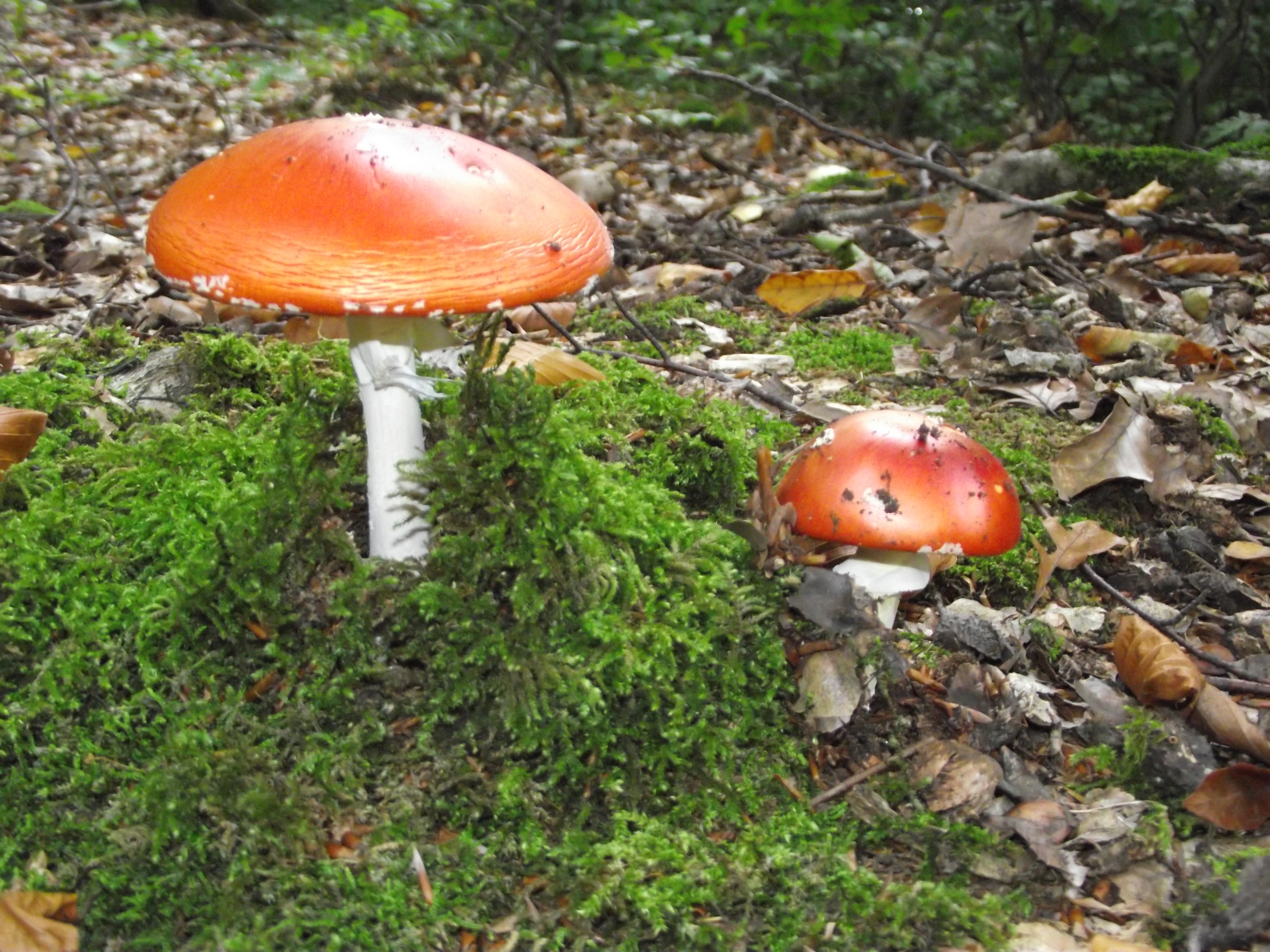 Fliegenpilz