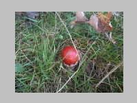 Fliegenpilz