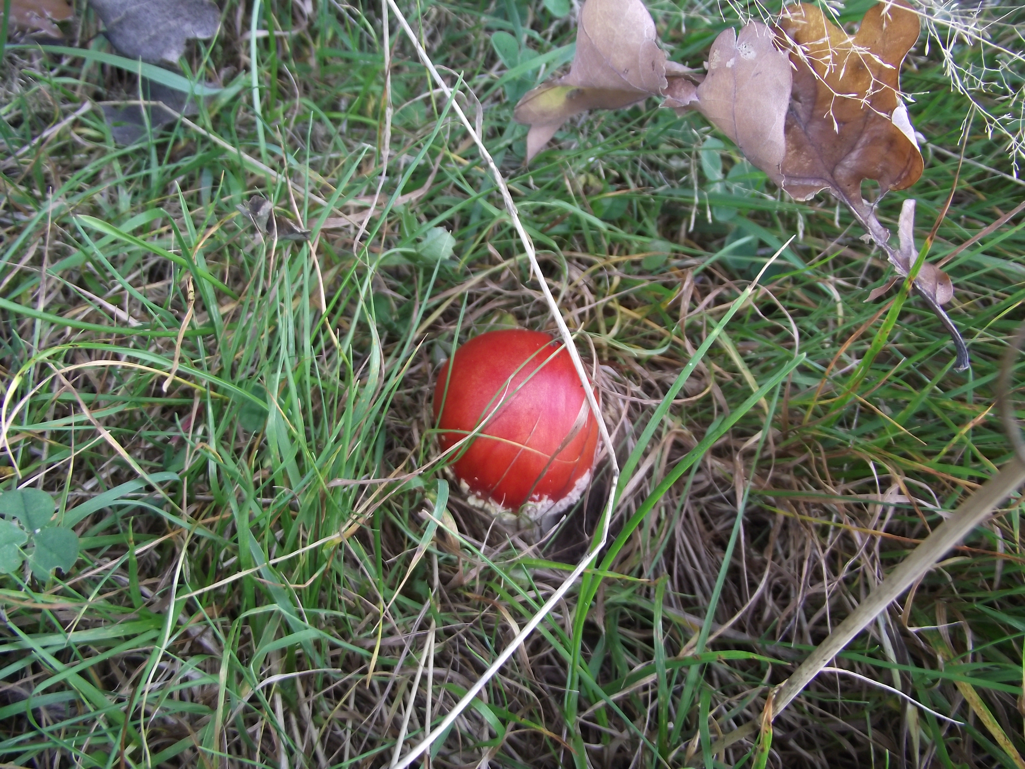 Fliegenpilz