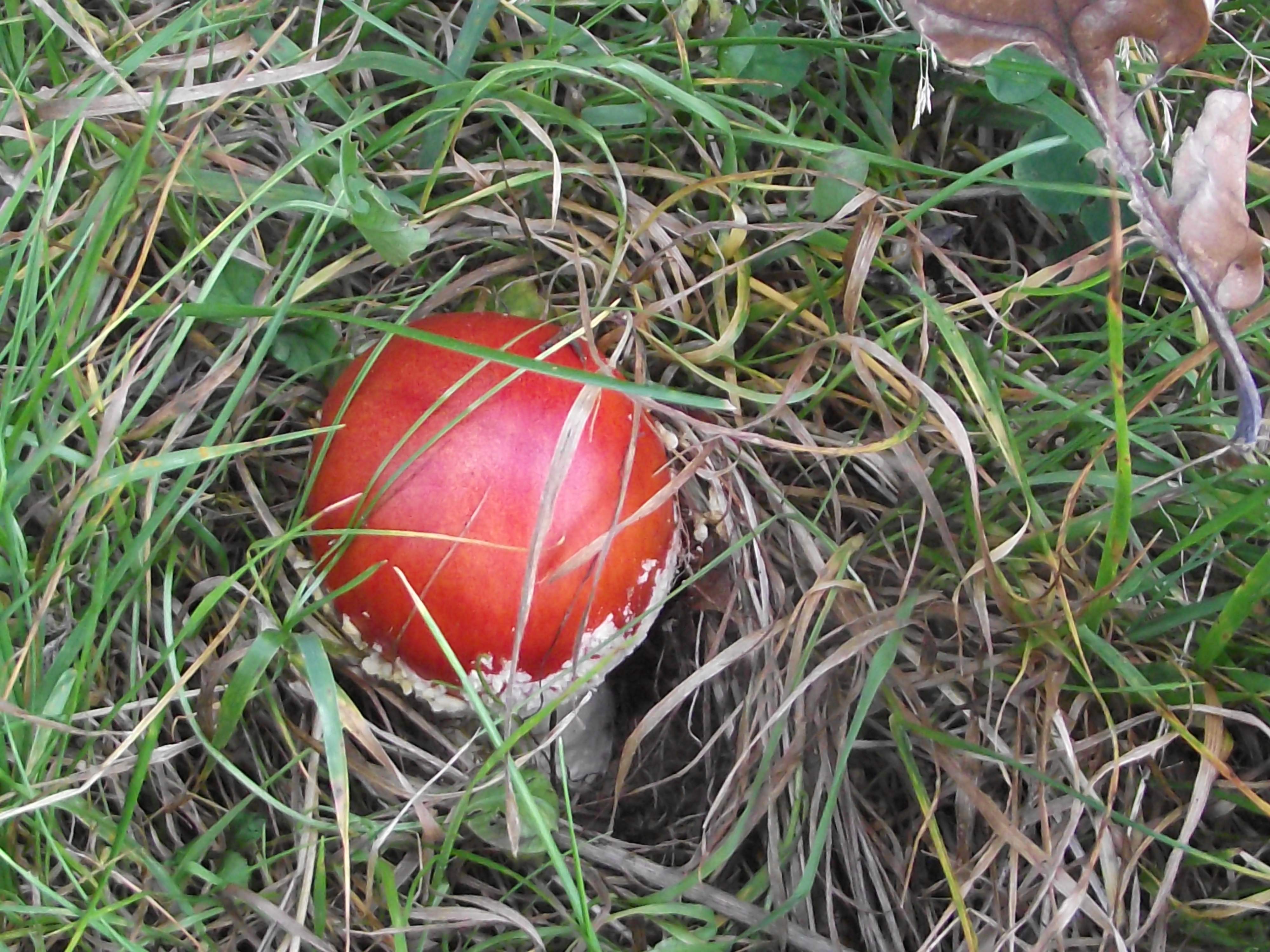 Fliegenpilz