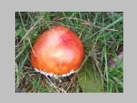 Fliegenpilz