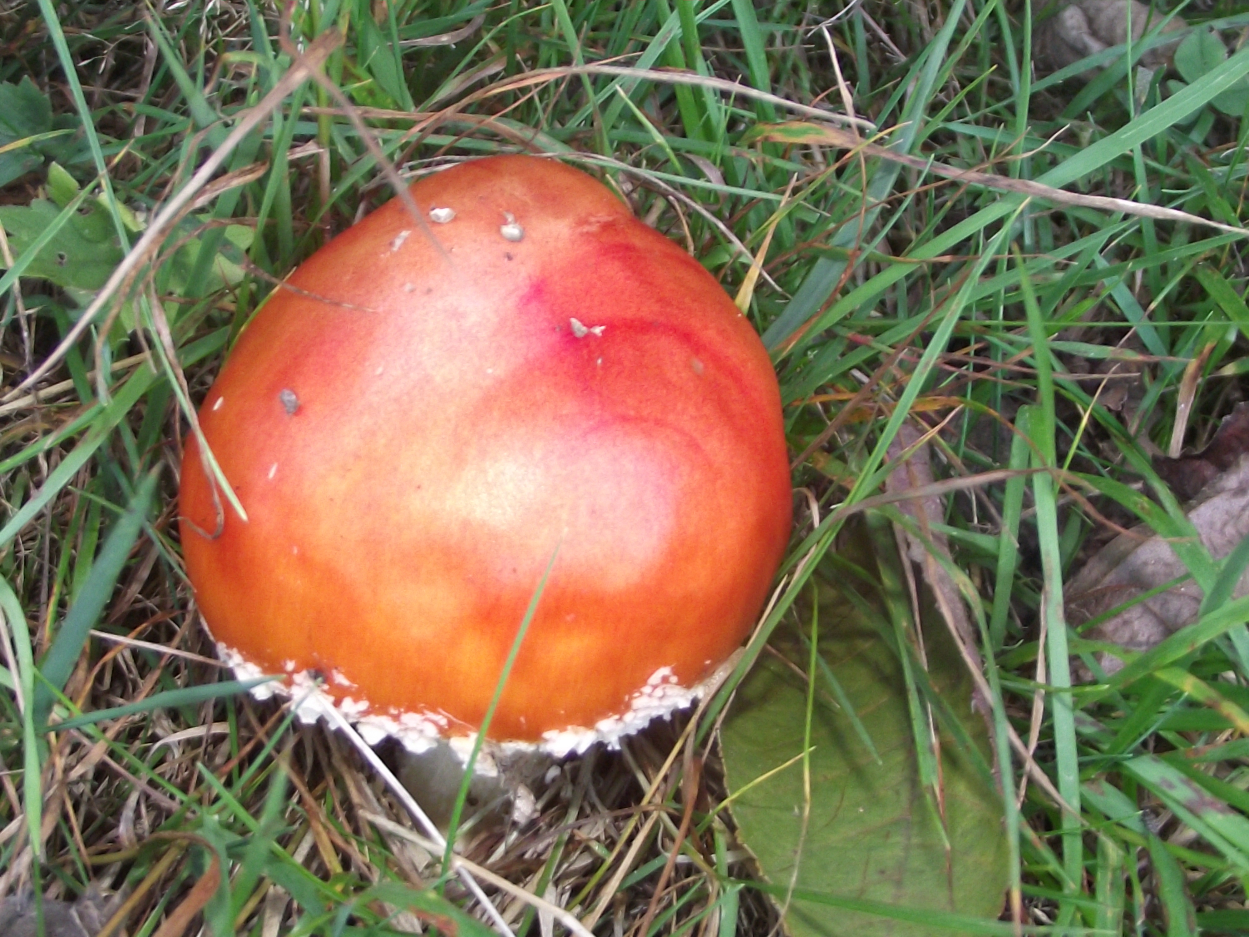 Fliegenpilz