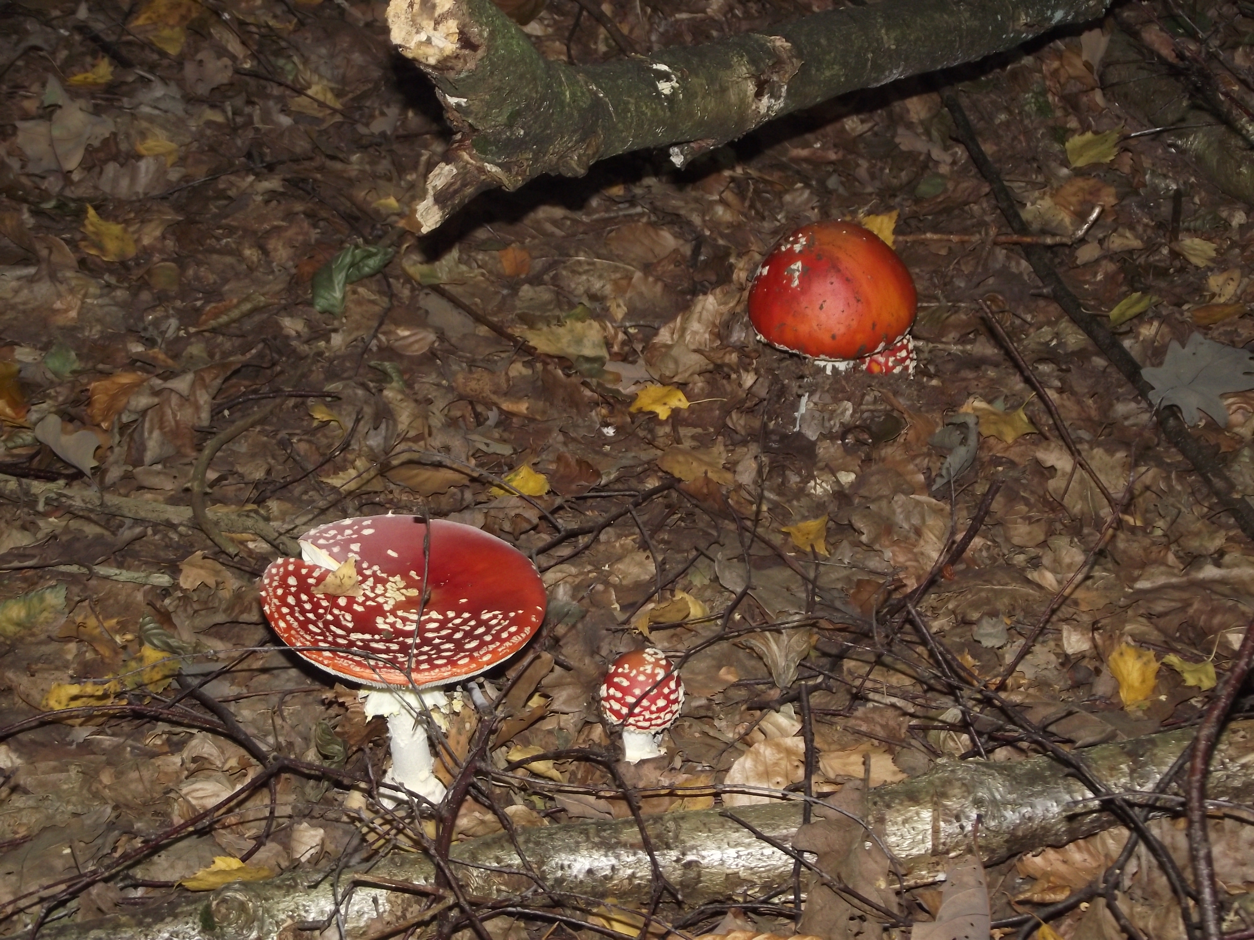 Fliegenpilz