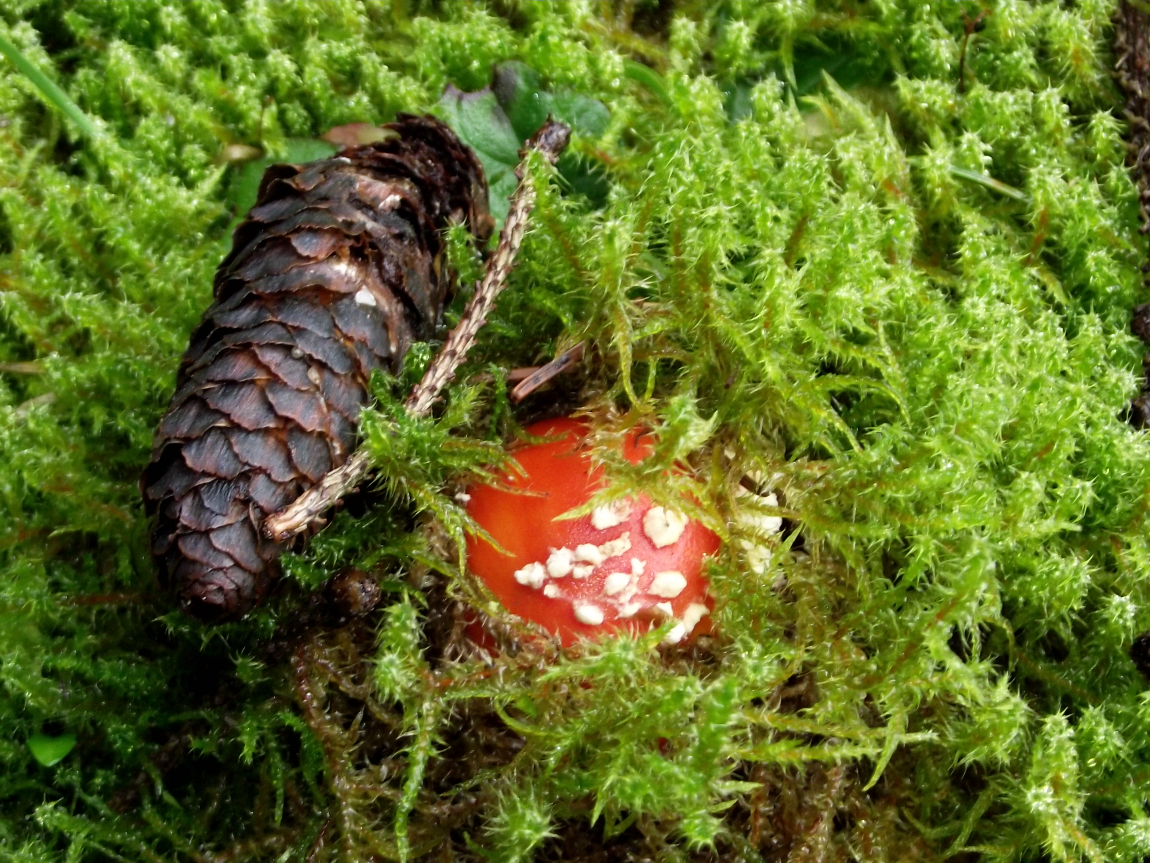 Fliegenpilz