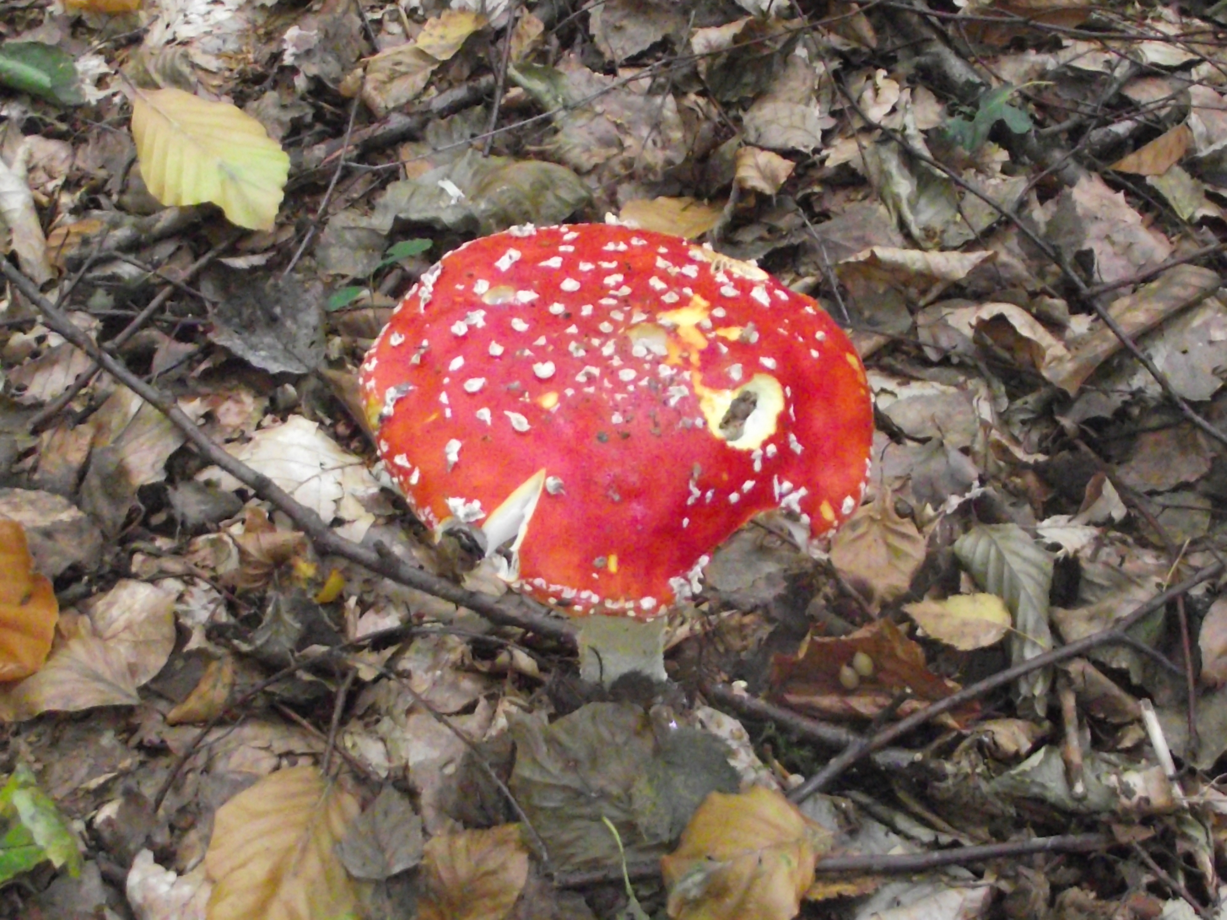 Fliegenpilz