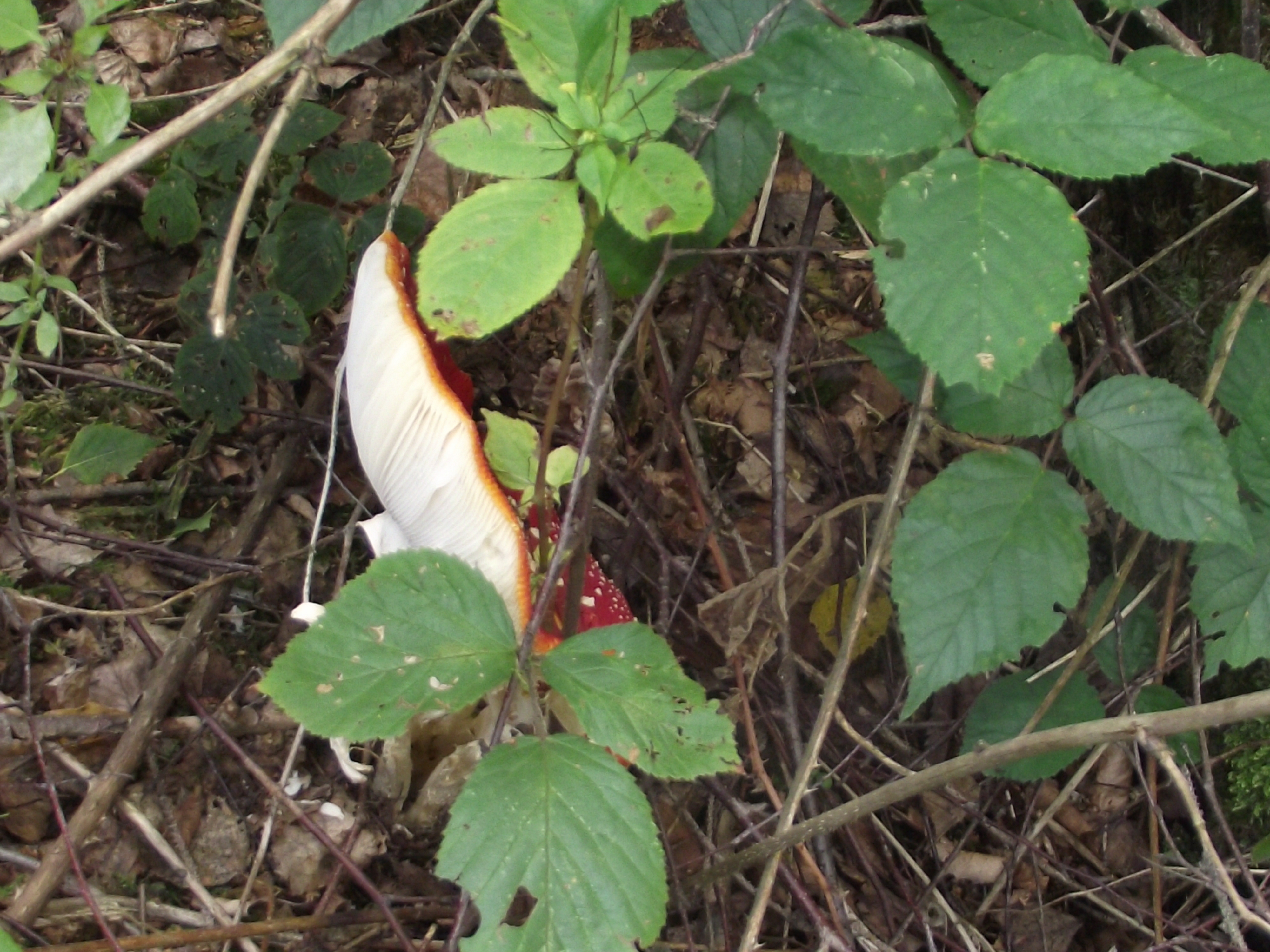 Fliegenpilz