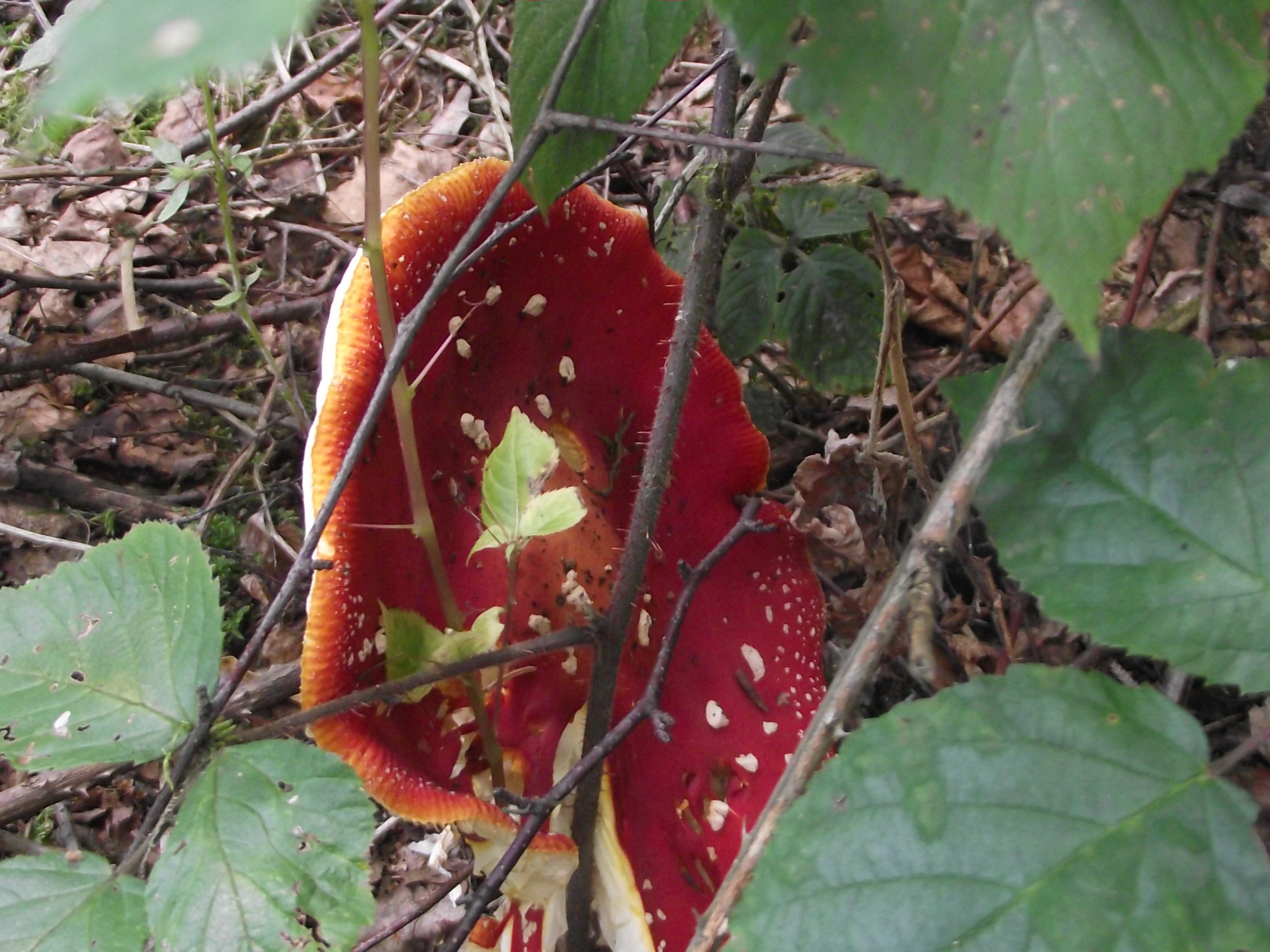 Fliegenpilz