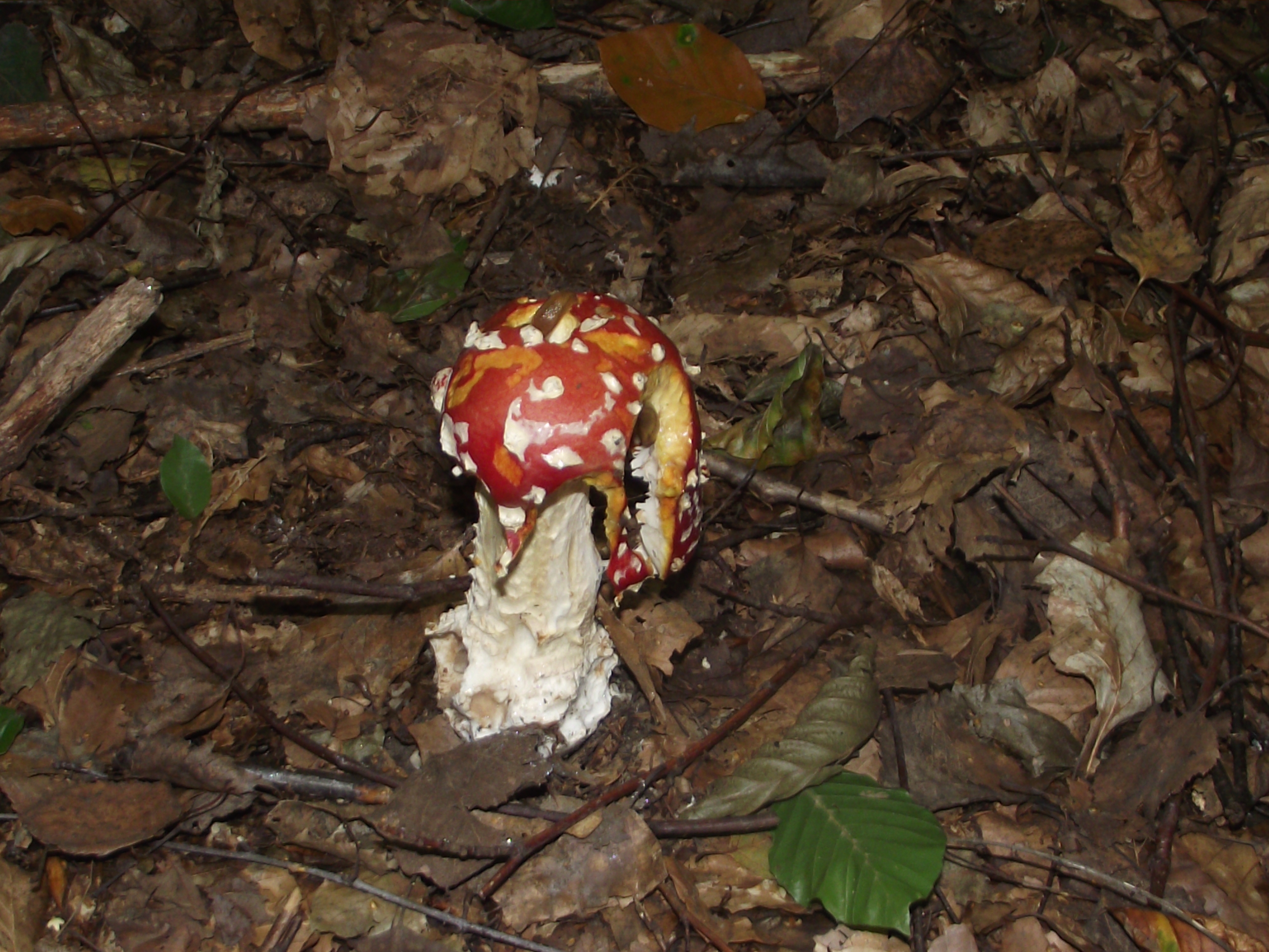 Fliegenpilz