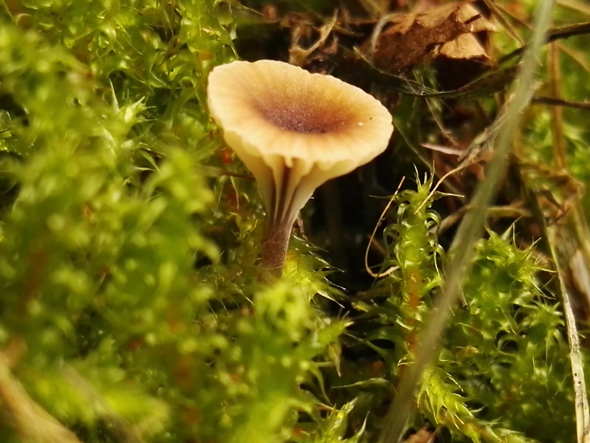 Heide-Flechtennabeling - Blick von schräg oben. Die Hutmitte ist genabelt oder trichterförmig vertieft und etwas dunkler. Die Lamellen laufen bogig weit am Stiel herab und sind sehr entfernt stehend. 