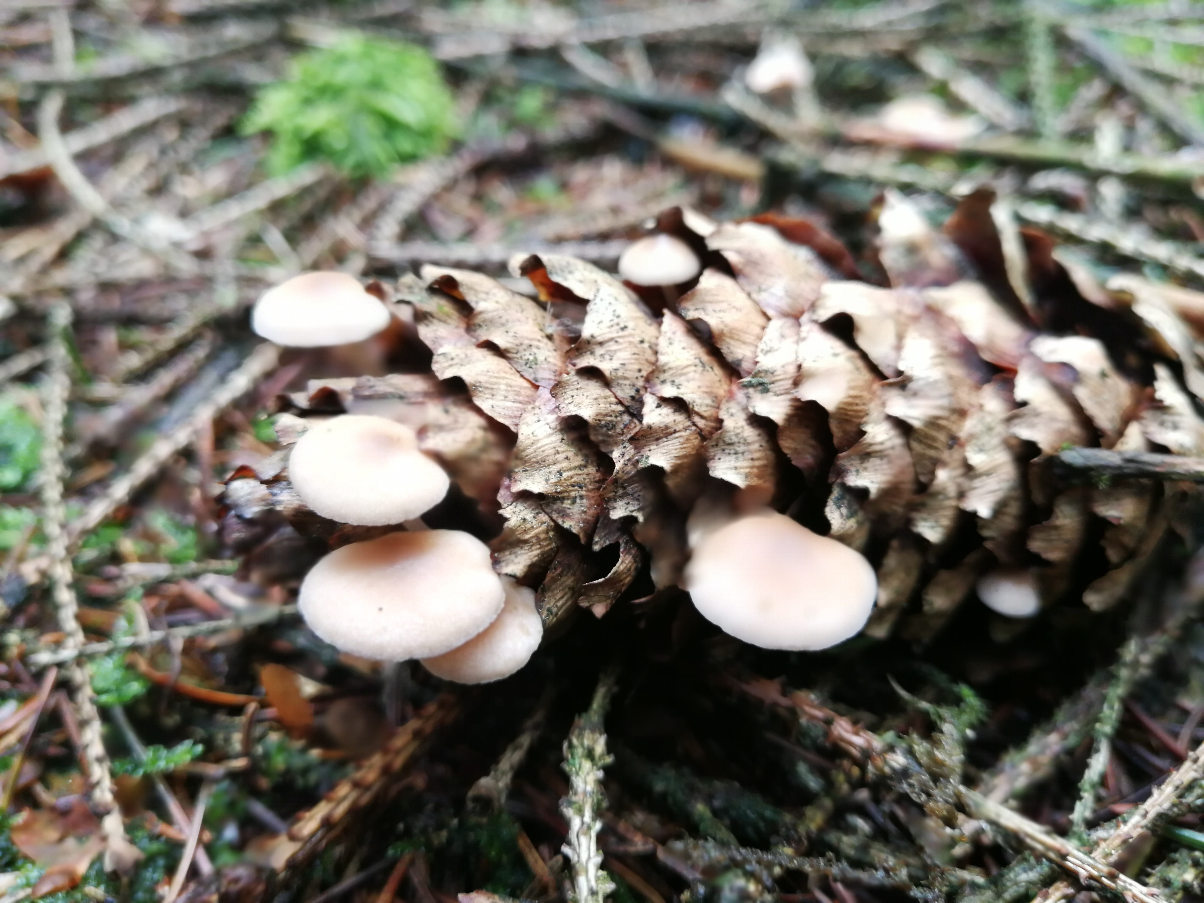 Mäuseschwanz-Rübling - Blick von schräg oben. Wichtiges Bestimmungsmerkmal: dieser Pilz wächst auschließlich an Zapfen (z. B. Fichte, Kiefer, Douglasie)