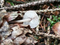 Mäuseschwanz-Rübling - Blick auf die Hutunterseite. Die weißlichen Lamellen sind sehr dicht stehend bzw. gedrängt und nicht am Stiel angewachsen. 