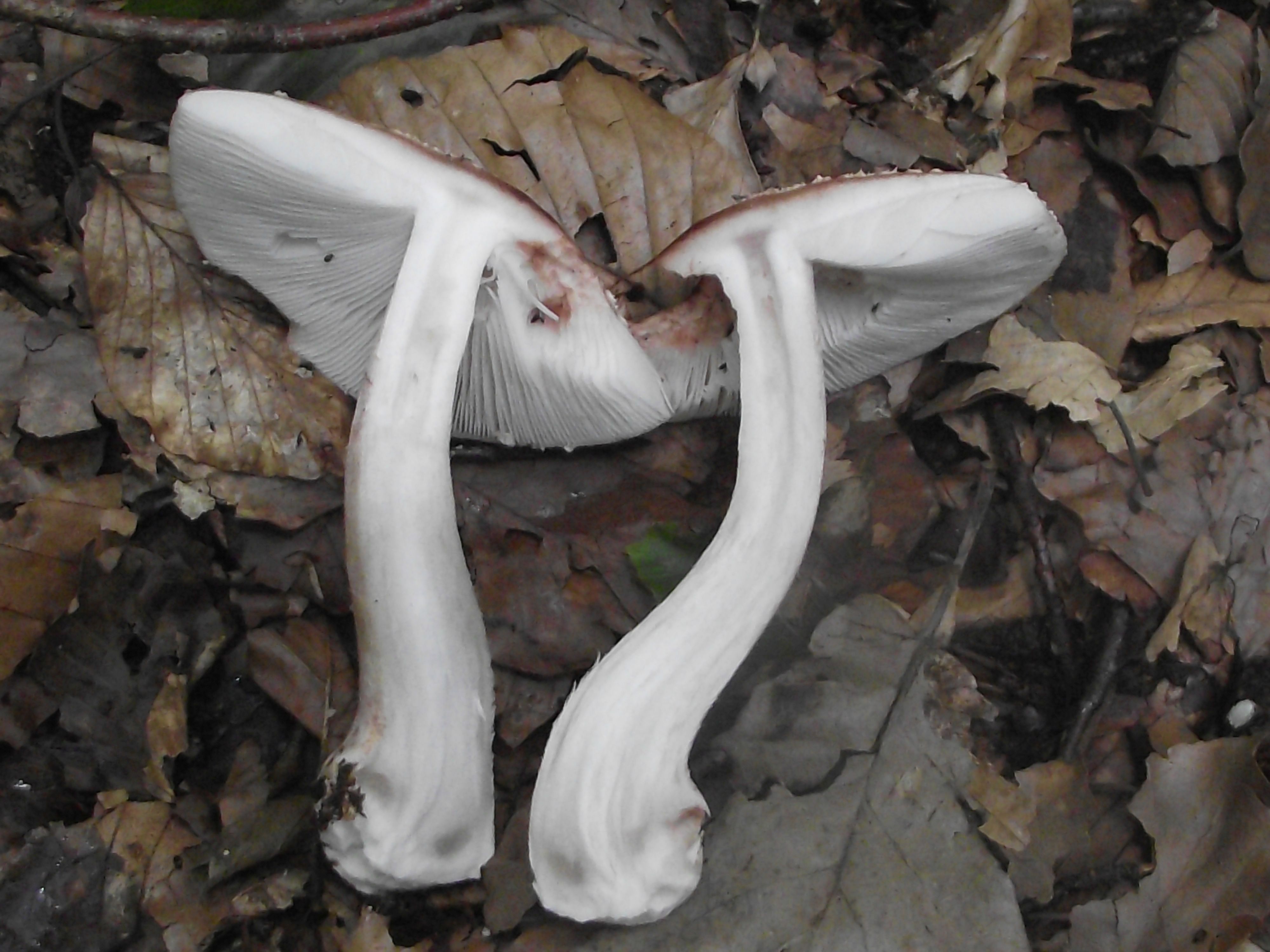 Perlpilz