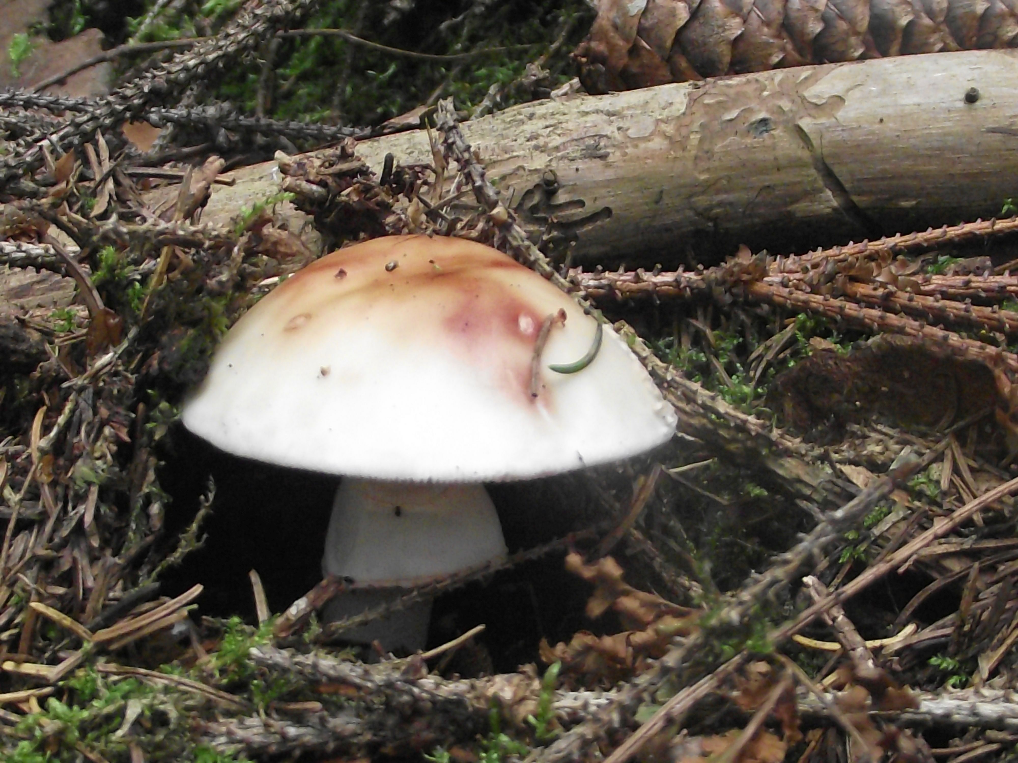 Perlpilz