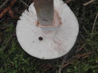 Perlpilz