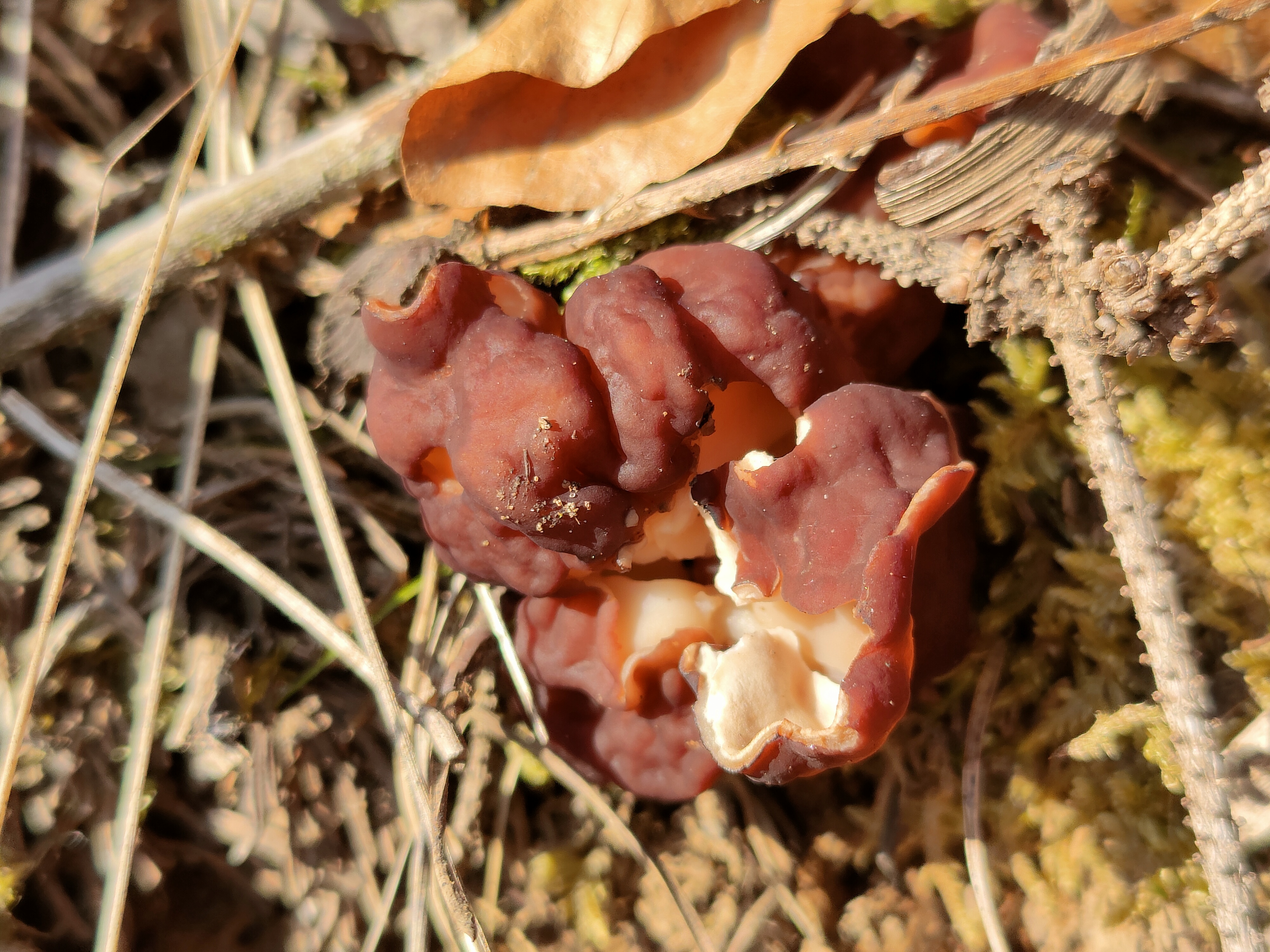 Scheibchenlorchel - Frontalansicht. Die Innenseite ist deutlich dunkler als die Außenseite; da der Pilz aber äußerst runzelig werden kann ist es nicht immer gut zu erkennen was Innen- und was Außenseite ist.