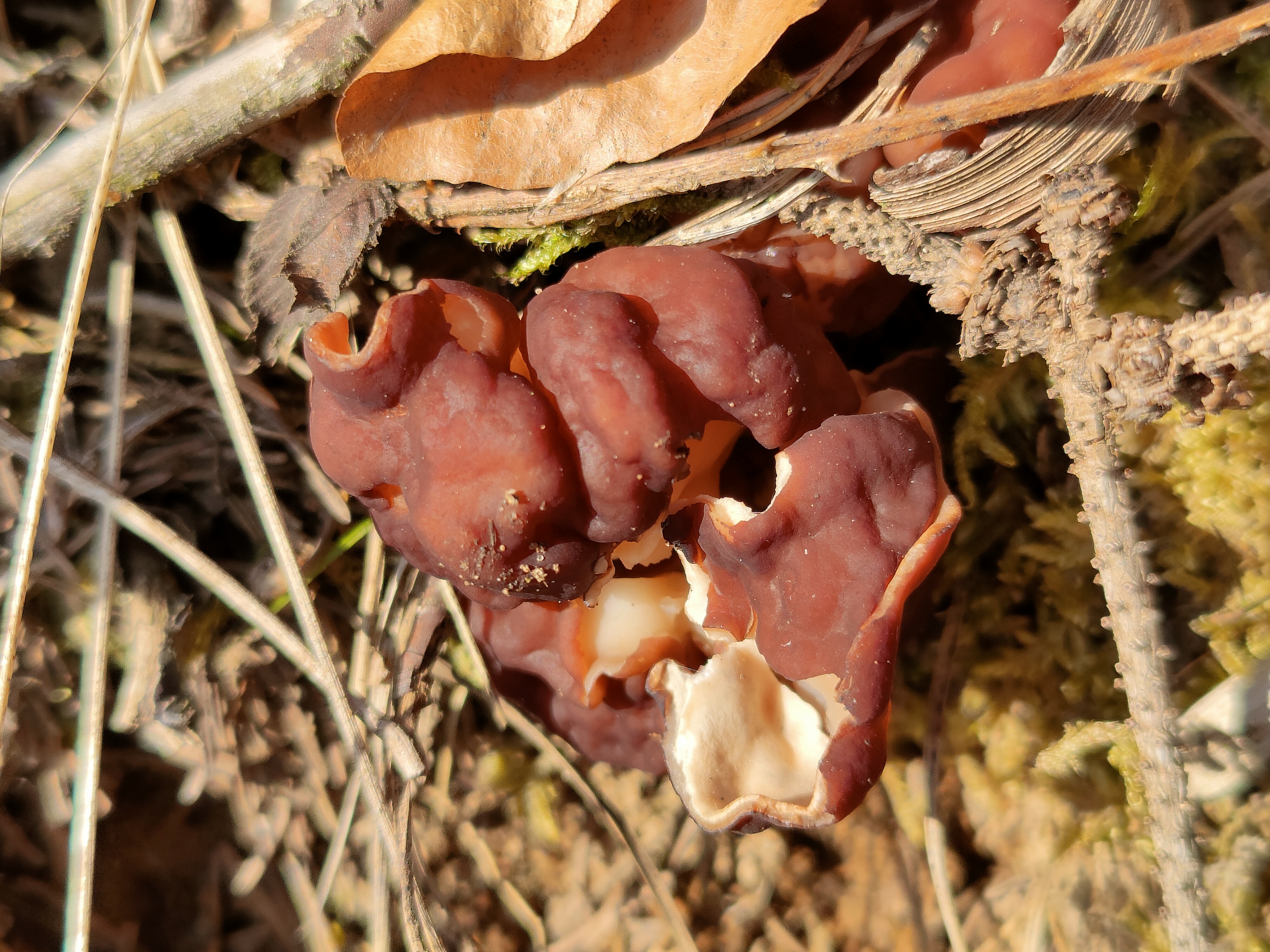 Scheibchenlorchel - Blick von oben. Der Pilz ist im Jungzustand selten so runzelig wie hier dieses ältere Exemplar. Im Jungzustand sind die Fruchtkörper meist becher- oder tellerförmig. 