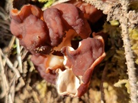 Scheibchenlorchel - Nahansicht. Die Fruchtkörper besitzen zwei verschiebene Farben - eine Farbe geht ins bräunliche (auch mit rötlichen Nuancen) und eine Farbe geht ins weißliche bis cremefarbene. 