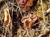 Scheibchenlorchel - Blick von oben. Die Fruchtkörper werden im Laufe der Zeit oft wellig-runzelig-aderig. Wichtiges Unterscheidungsmerkmal zu potenziellen Doppelgängern ist der Fundort auf Nadelholz. Der äußerst ähnliche Morschelbecherling wächst z. B. hauptsächlich in kalkhaltigen Auwäldern auf Laubholz. 