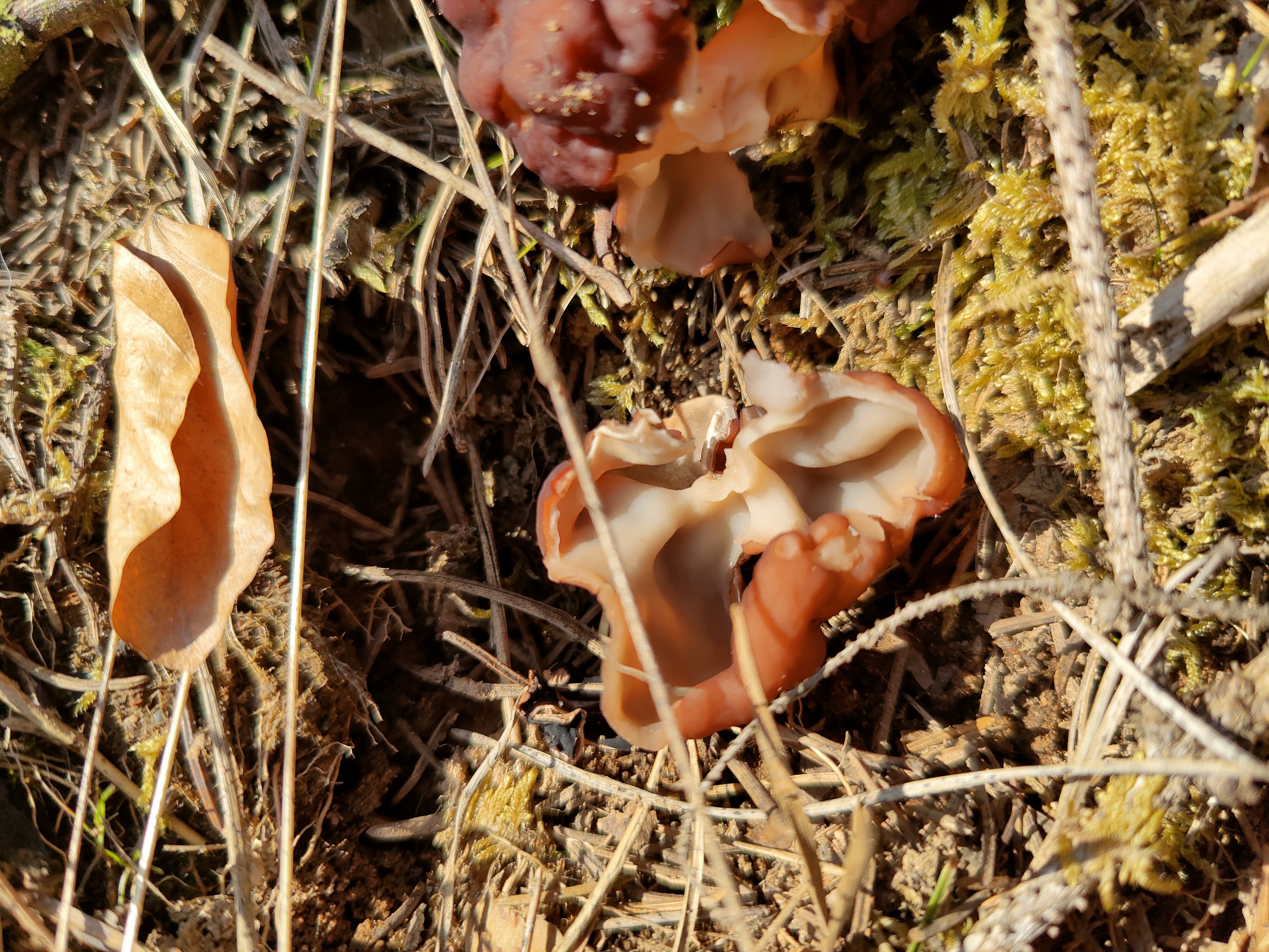 Scheibchenlorchel - Blick von oben. Die Fruchtkörper werden im Laufe der Zeit oft wellig-runzelig-aderig. Wichtiges Unterscheidungsmerkmal zu potenziellen Doppelgängern ist der Fundort auf Nadelholz. Der äußerst ähnliche Morschelbecherling wächst z. B. hauptsächlich in kalkhaltigen Auwäldern auf Laubholz. 