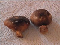 Shiitake1