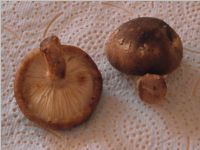 Shiitake2