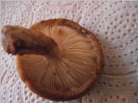 Shiitake4