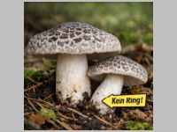 Tiger-Ritterling - Bild exemplarisch. KI generiert.