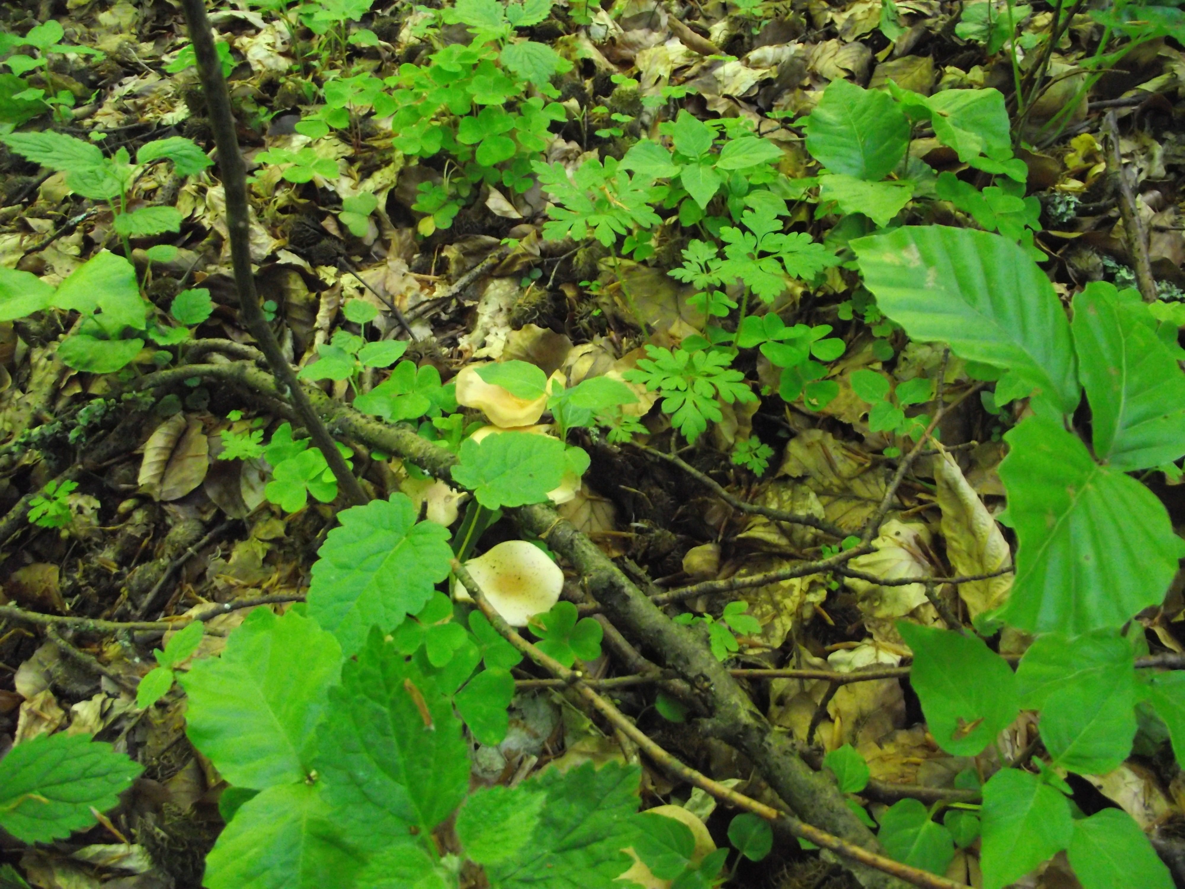 Waldfreund-Rübling