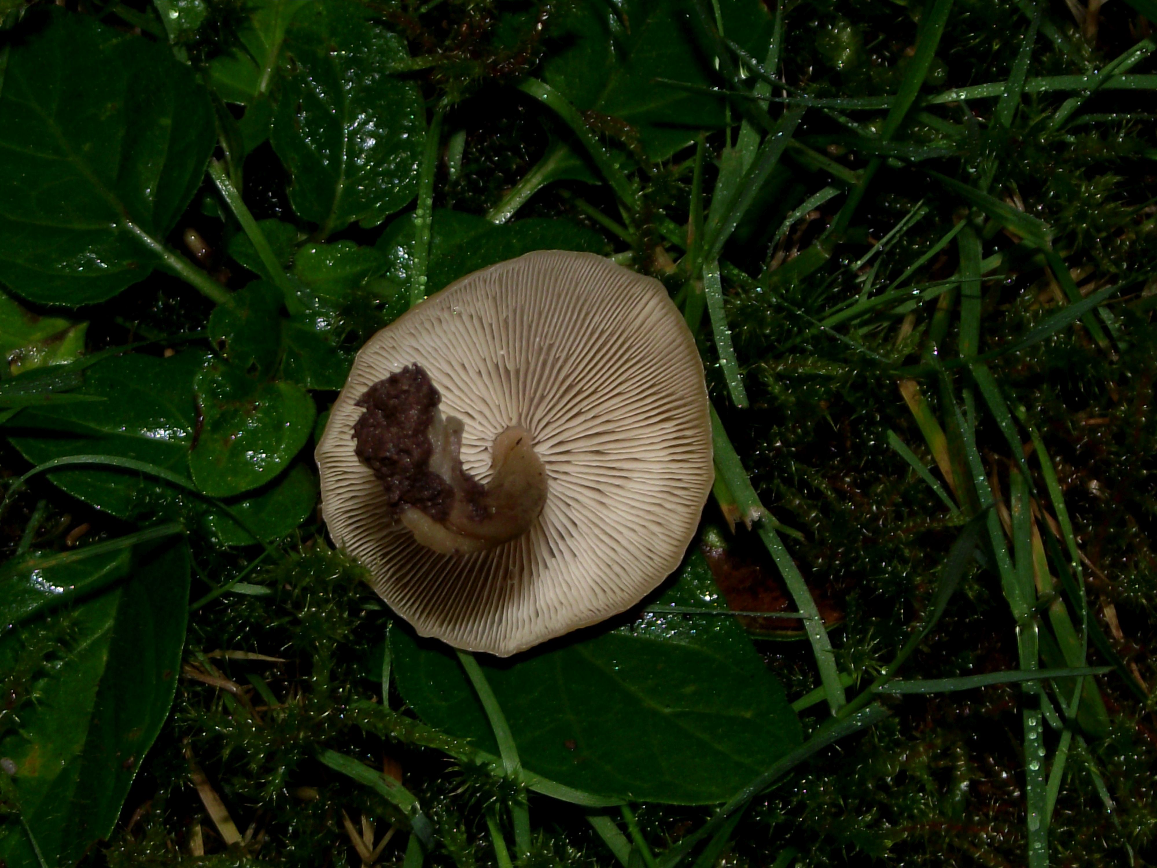 Waldfreund-Rübling