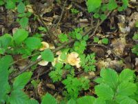 Waldfreund-Rübling