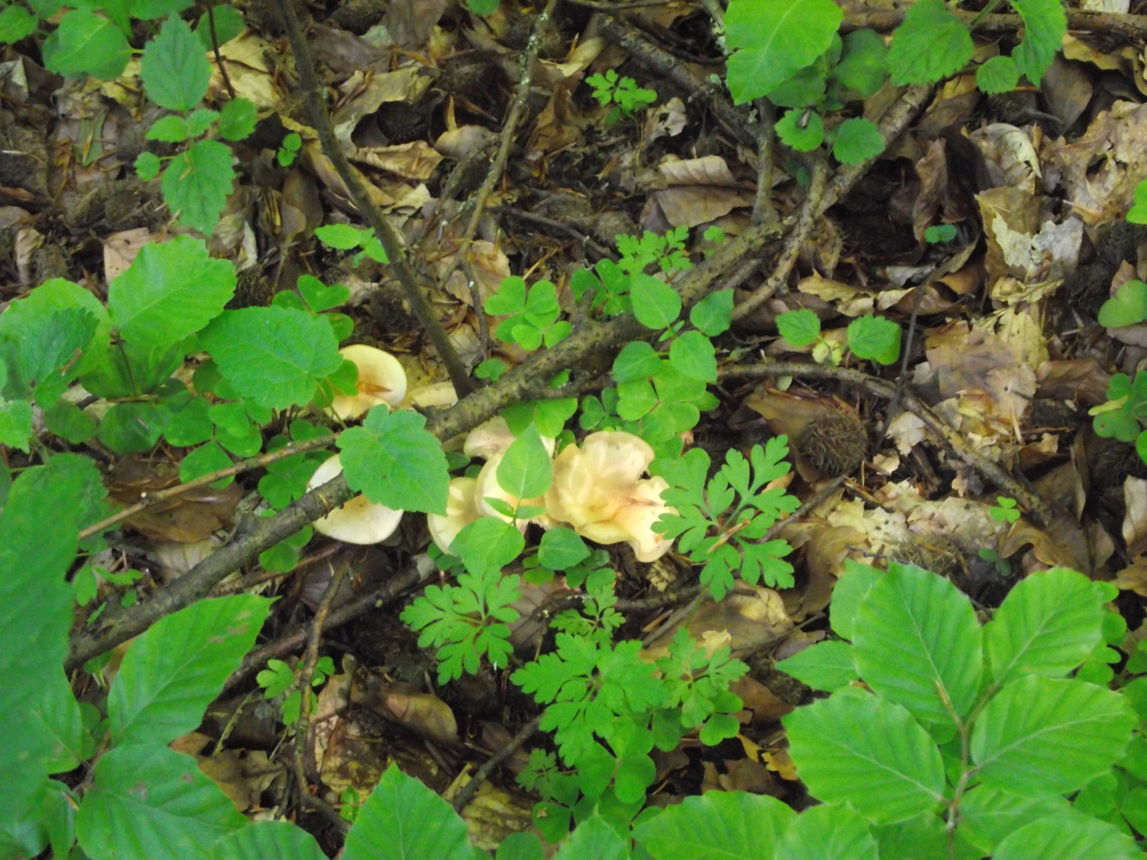Waldfreund-Rübling