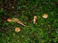 Waldfreund-Rübling