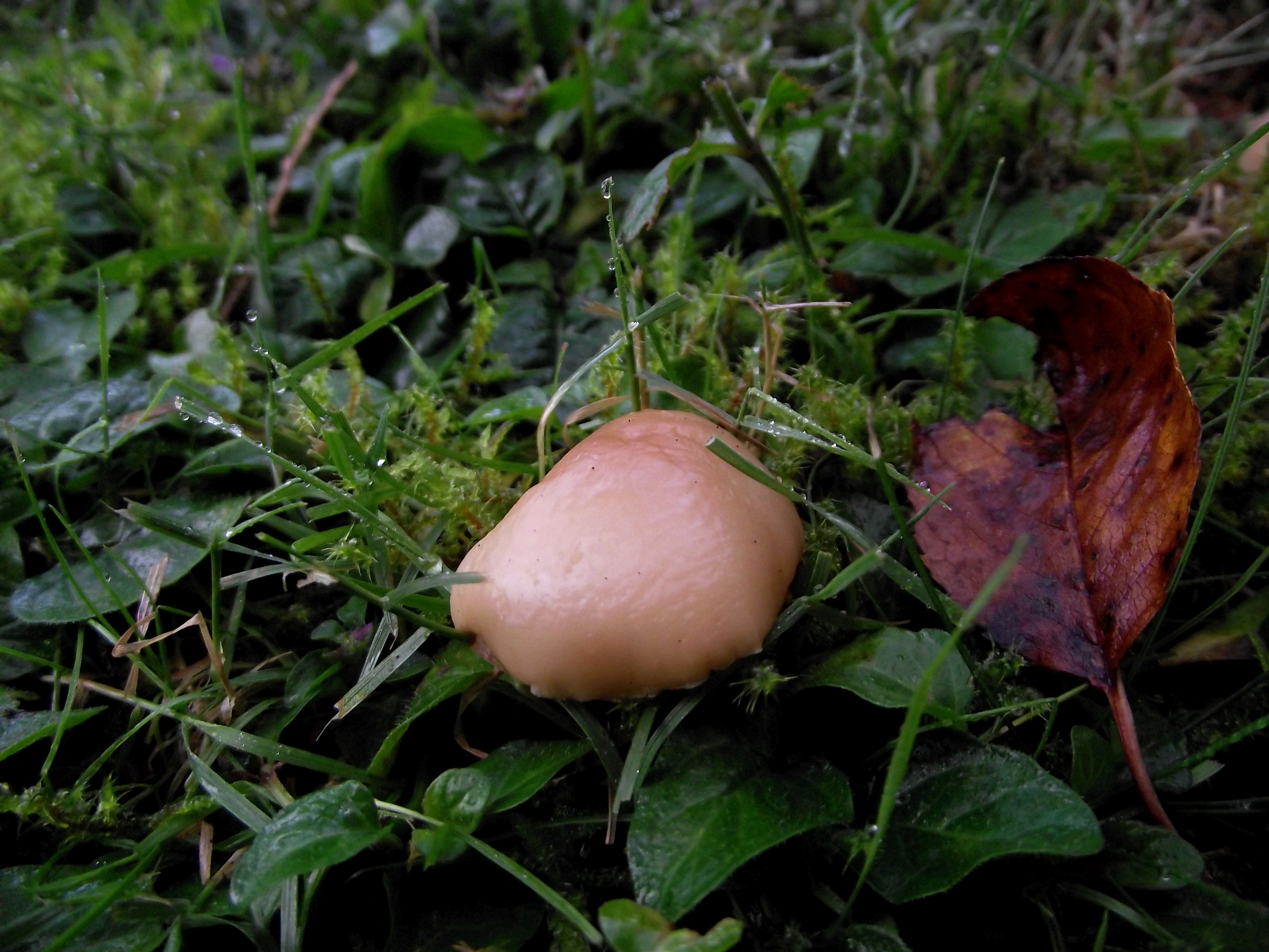 Waldfreund-Rübling