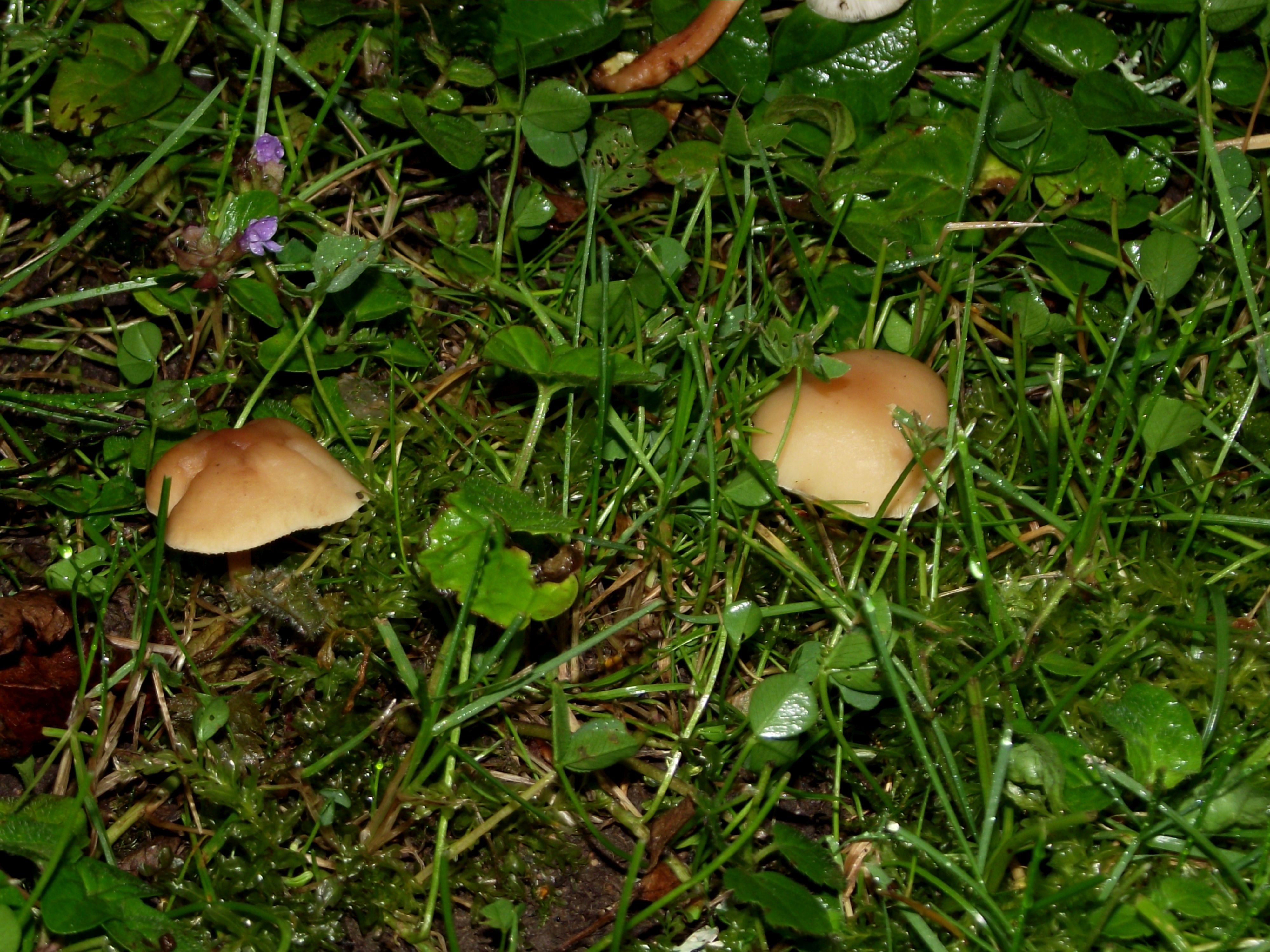 Waldfreund-Rübling