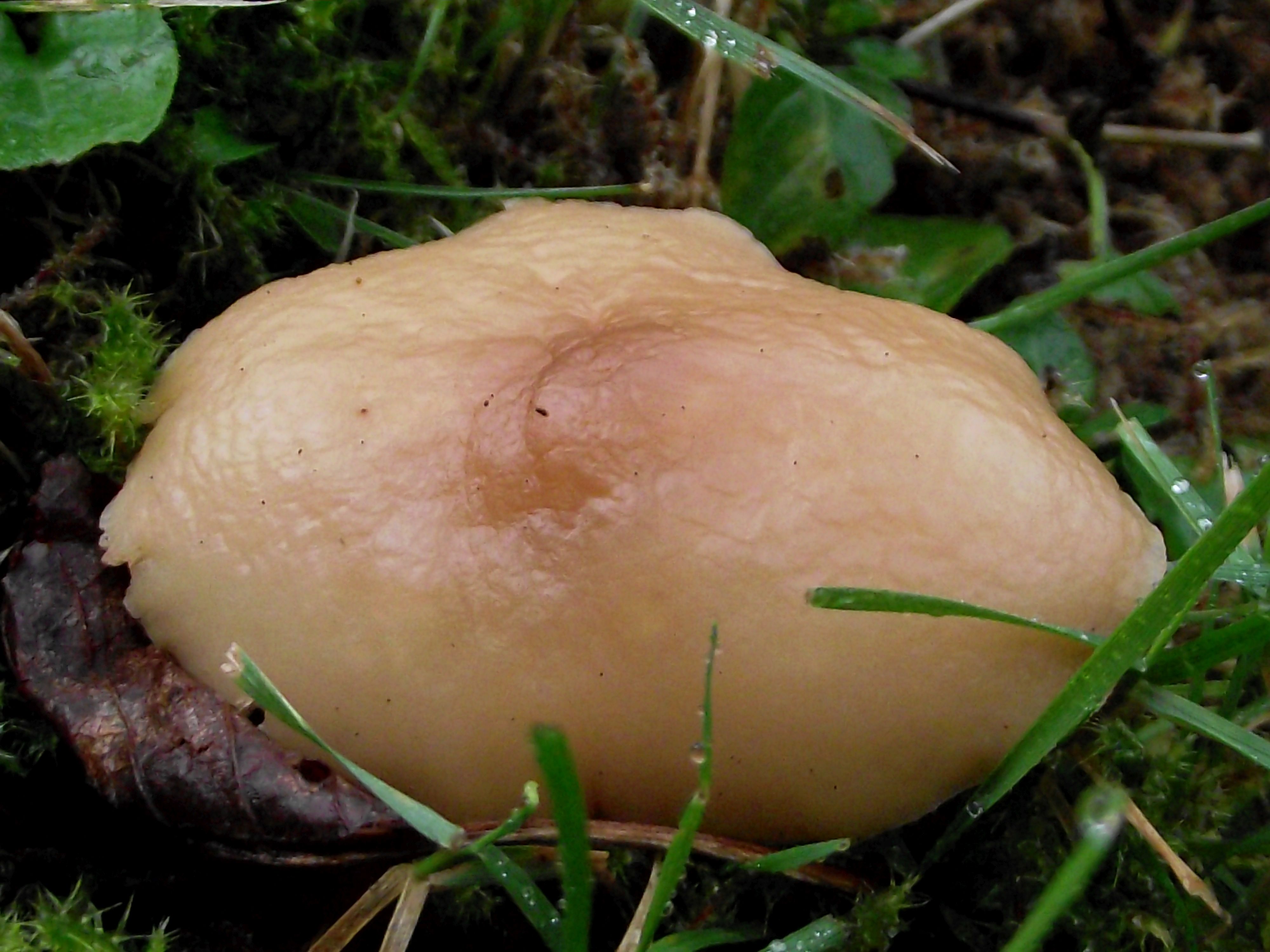 Waldfreund-Rübling