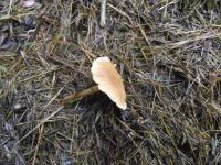 Waldfreund-Rübling