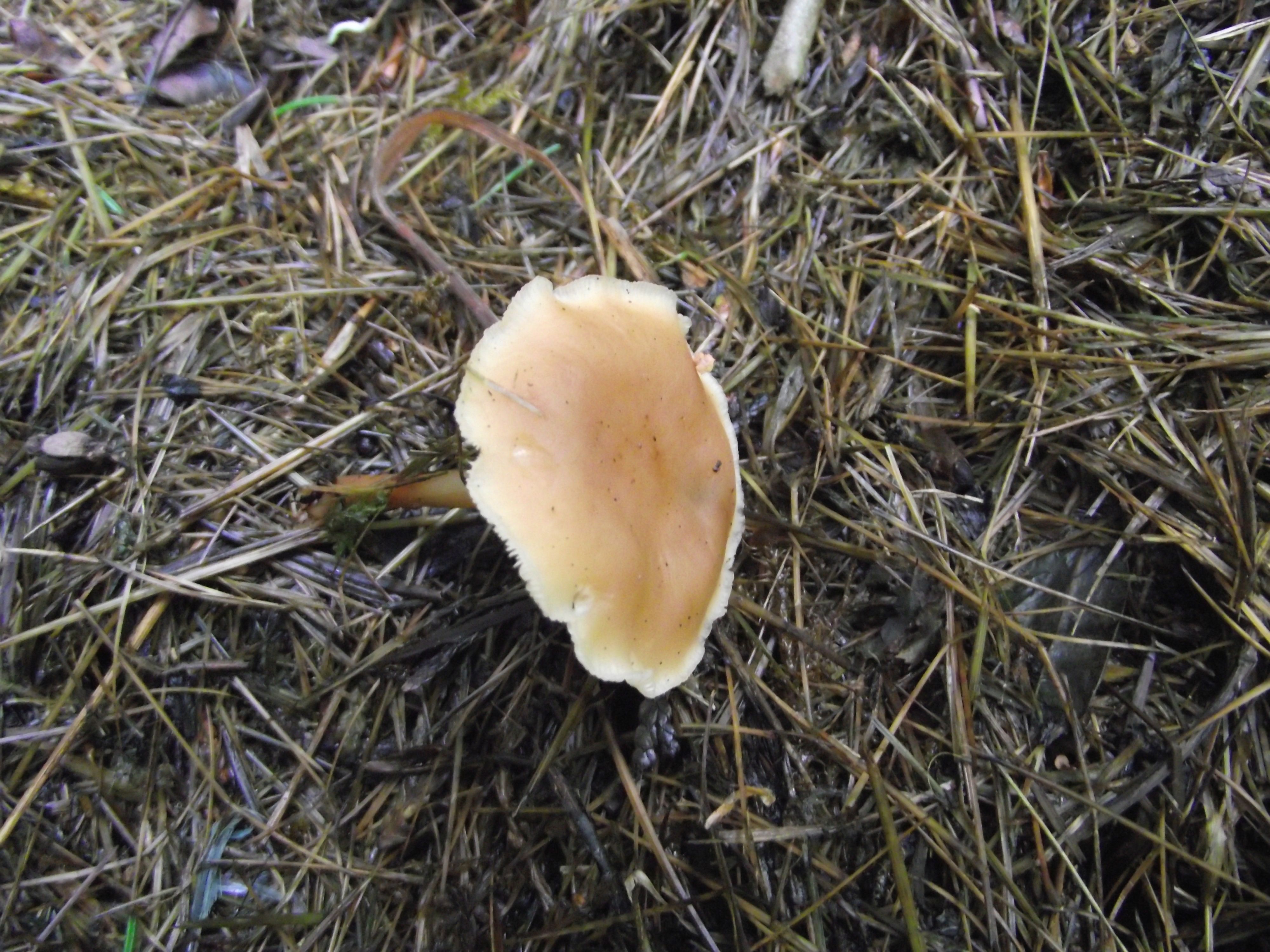 Waldfreund-Rübling