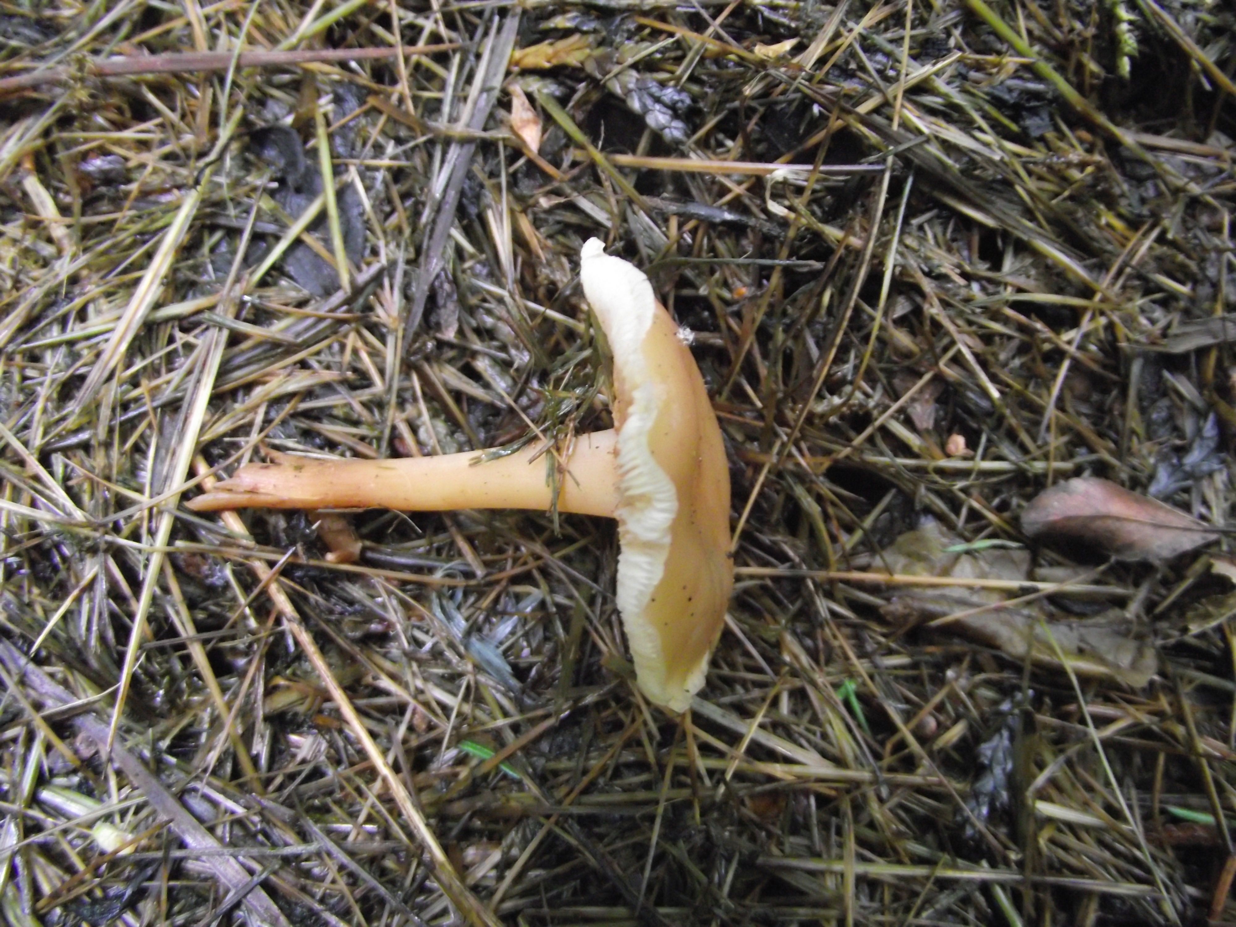 Waldfreund-Rübling