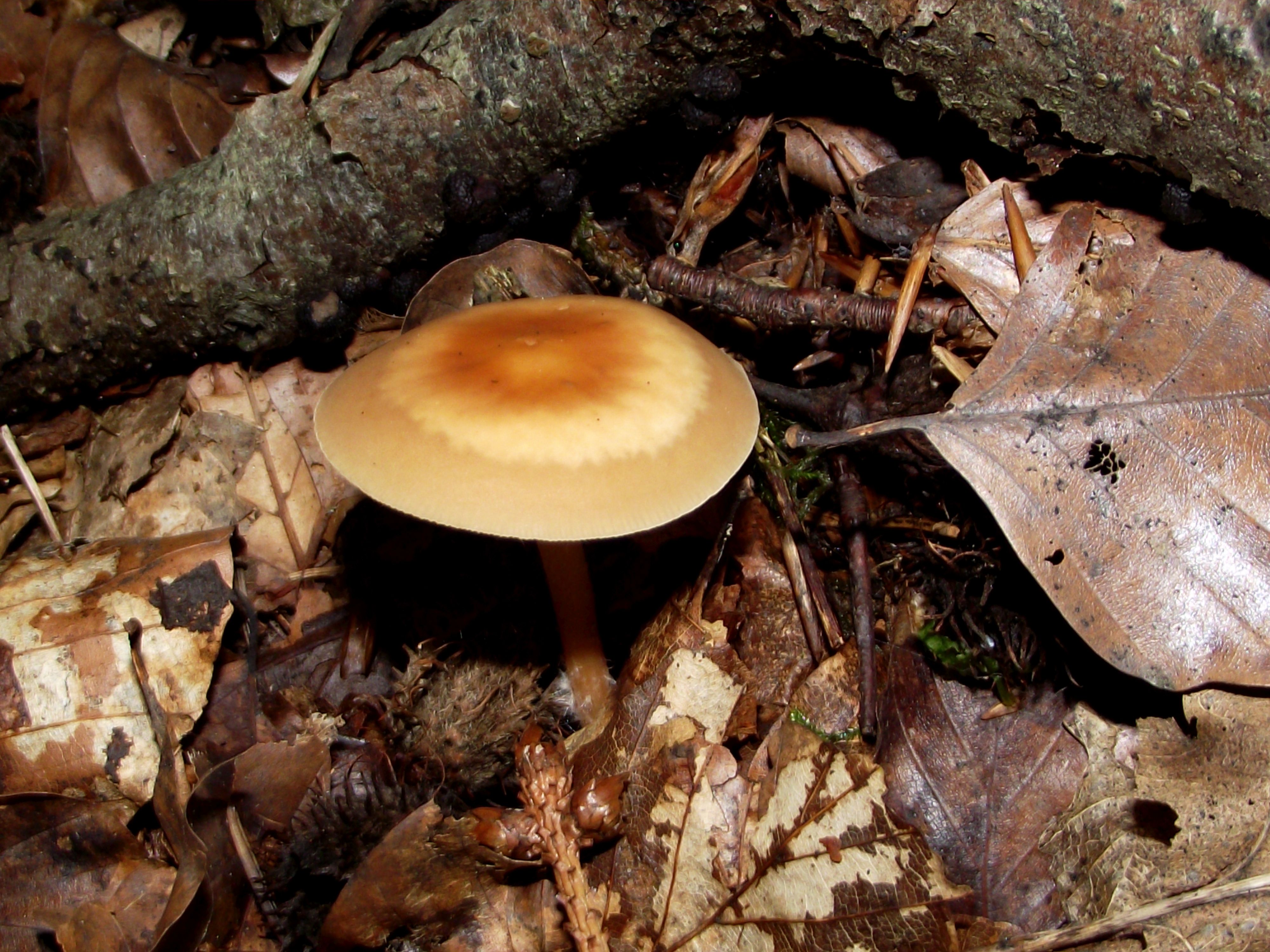 Waldfreund-Rübling