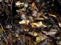 Waldfreund-Rübling