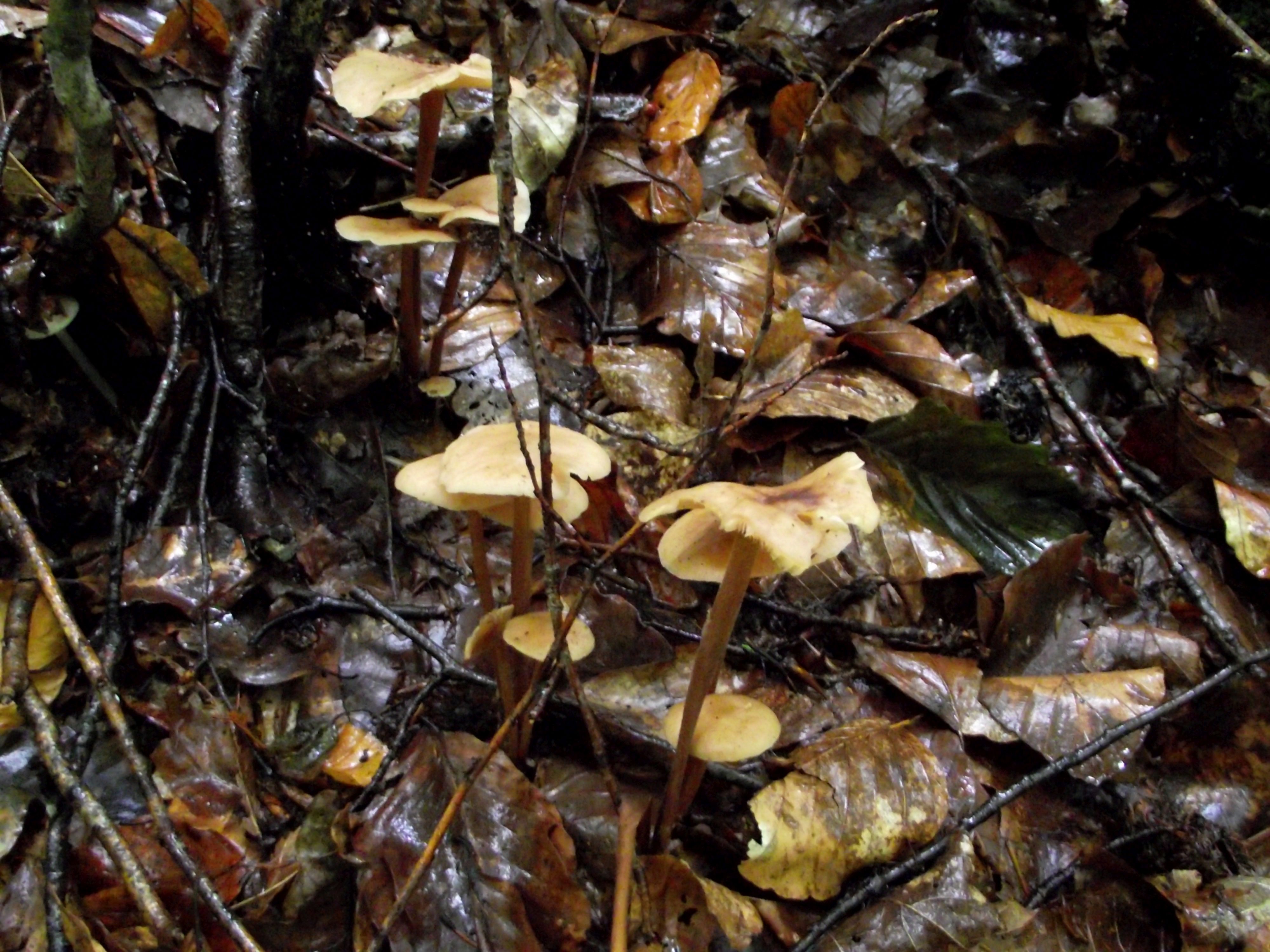 Waldfreund-Rübling