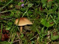 Waldfreund-Rübling