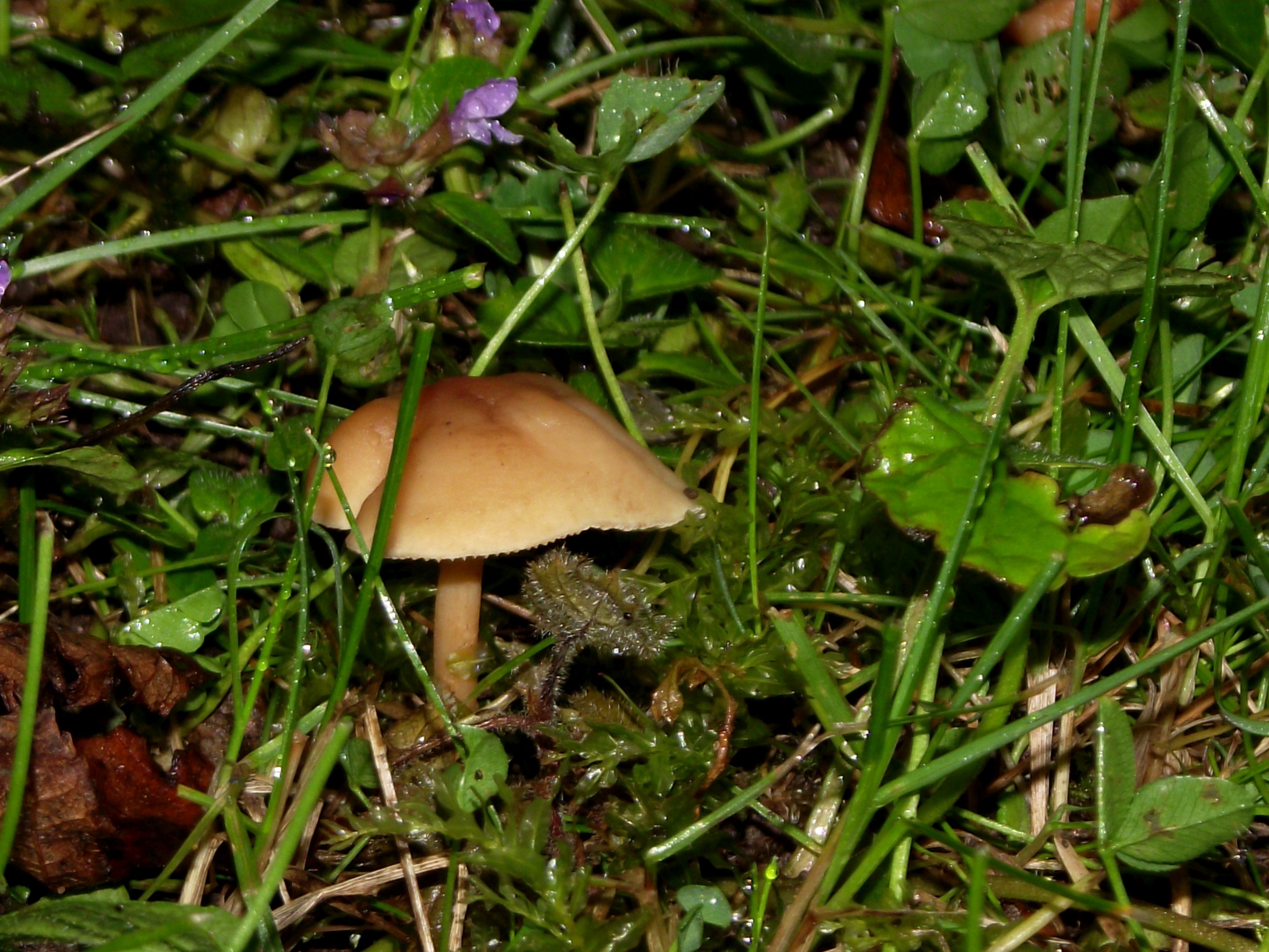 Waldfreund-Rübling