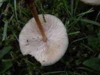 Waldfreund-Rübling